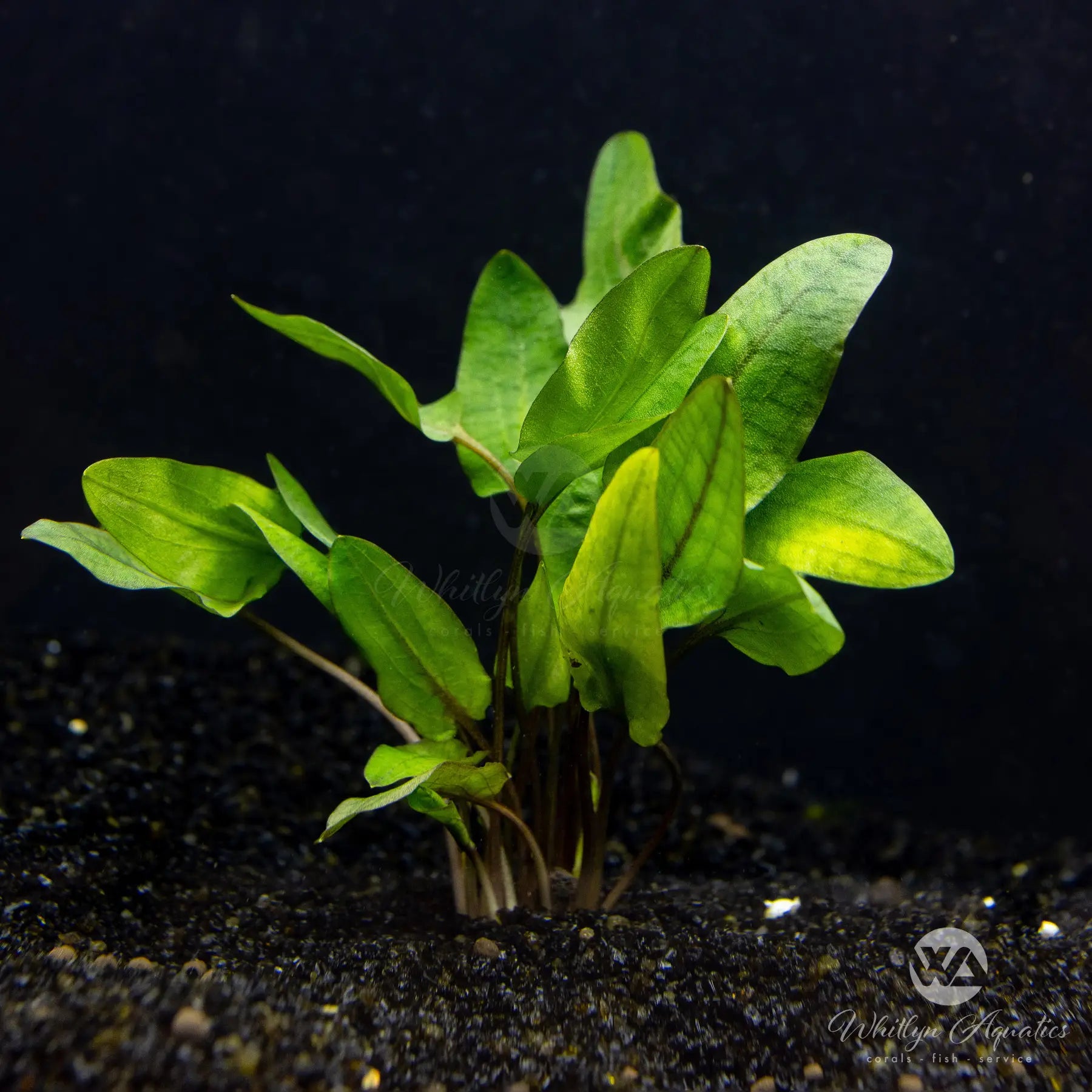 Cryptocoryne Wendtii 'Tropica' Live Aquarium Plant - Easy Low Light Aquatic Plant for Fish Tanks, Aquascaping & Freshwater Aquariums