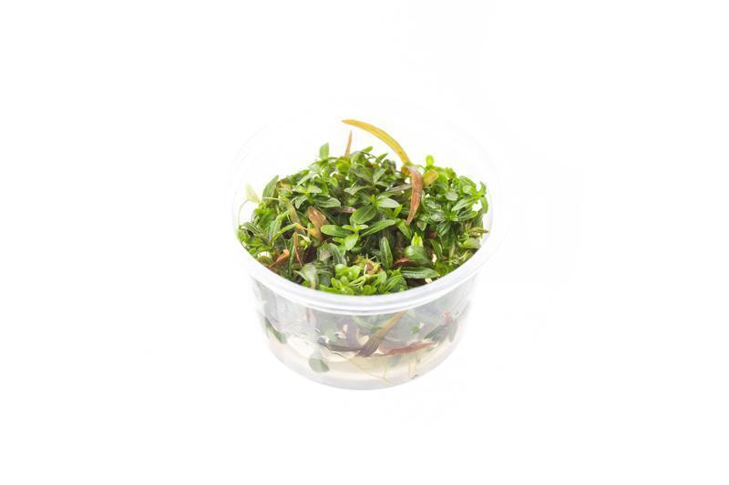 TCulture Hygrophila Lancea Araguaia Aquatic Plant (TC Cup) - Perfect for Freshwater Aquariums, Aquascaping & Planted Tanks