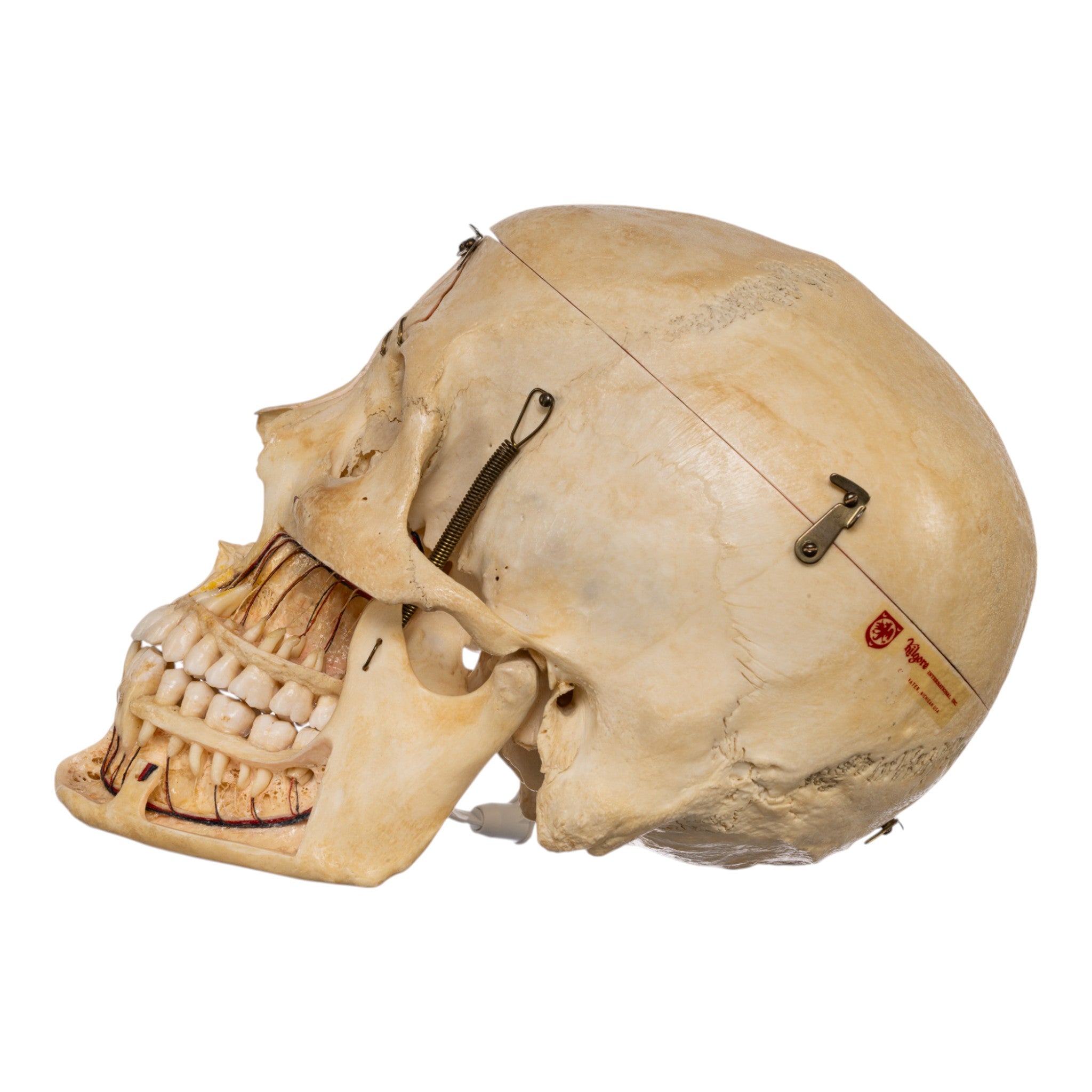 Authentic Real Human Skull for Medical Study & Anatomy Education - Perfect for Classroom Dissection & Scientific Research