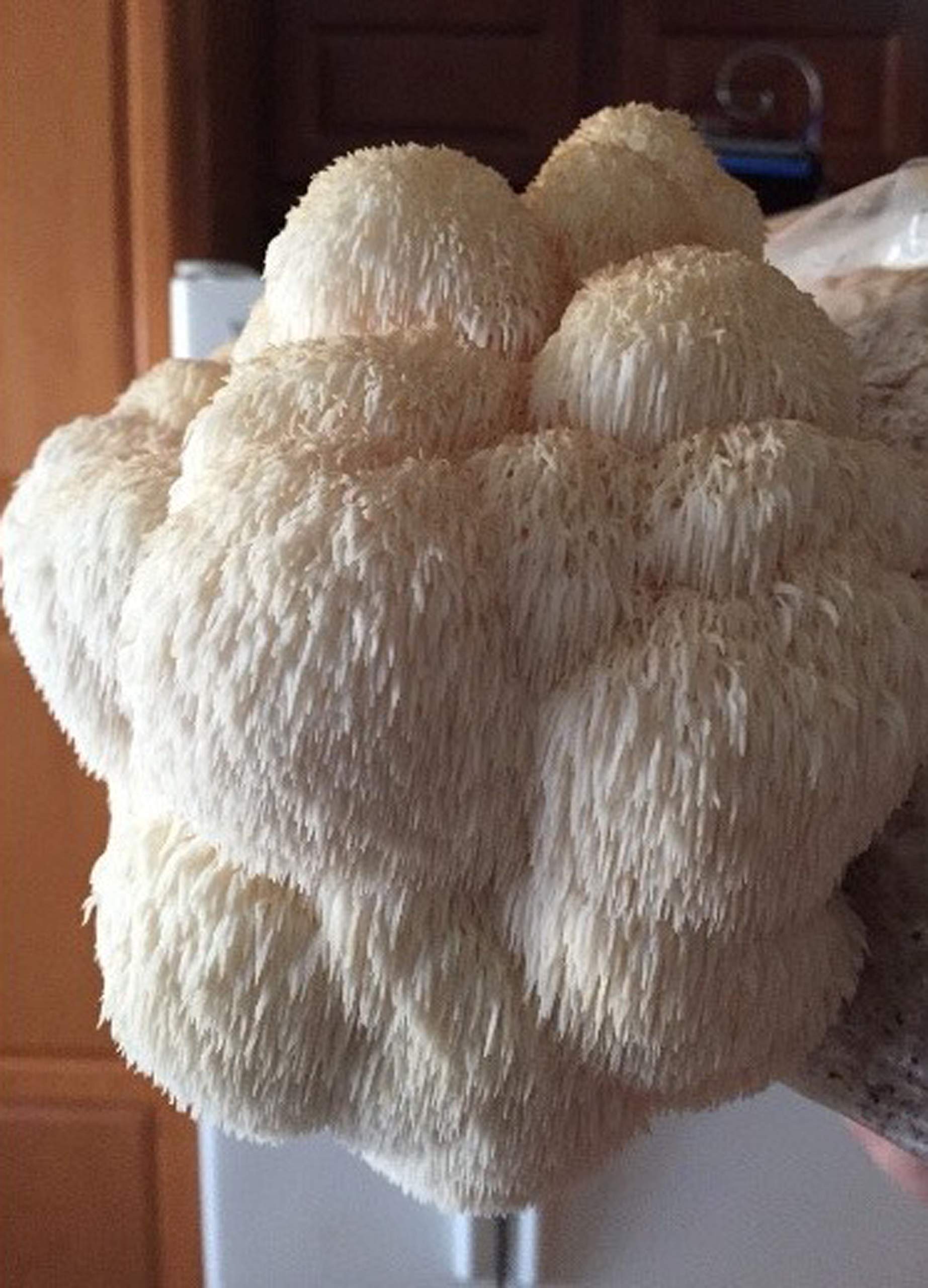 Organic Lion's Mane Mushroom Grow Kit - Premium Mushroom Man LLC Cultivation Set for Home Growing | Perfect for Indoor Gardening, Health Supplements & Gourmet Cooking
