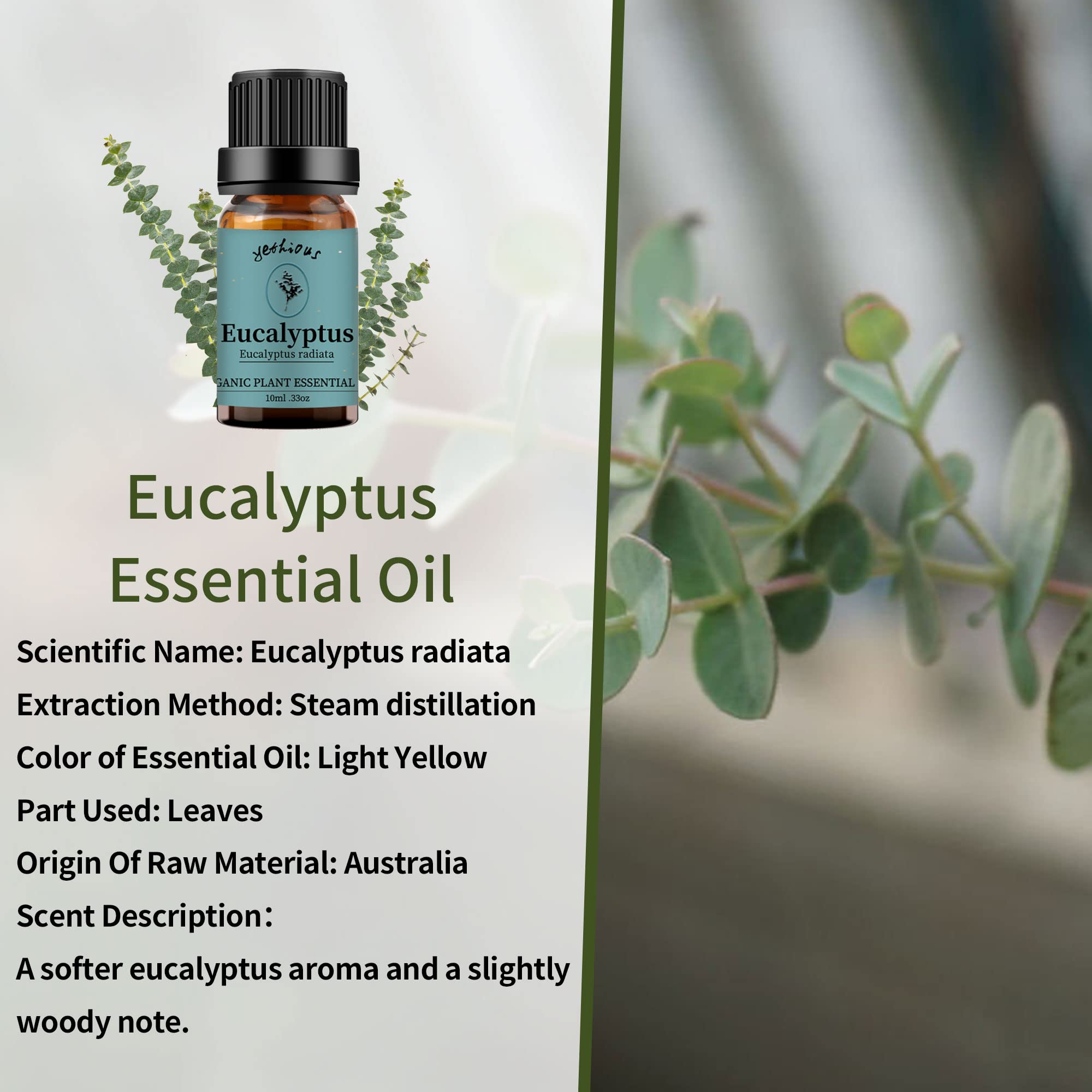 Yethious 100% Pure Organic Rose & Eucalyptus Essential Oils Set - 2 Pack 10ML Aromatherapy Oils for Diffusers, Massage, Skin Care & Relaxation