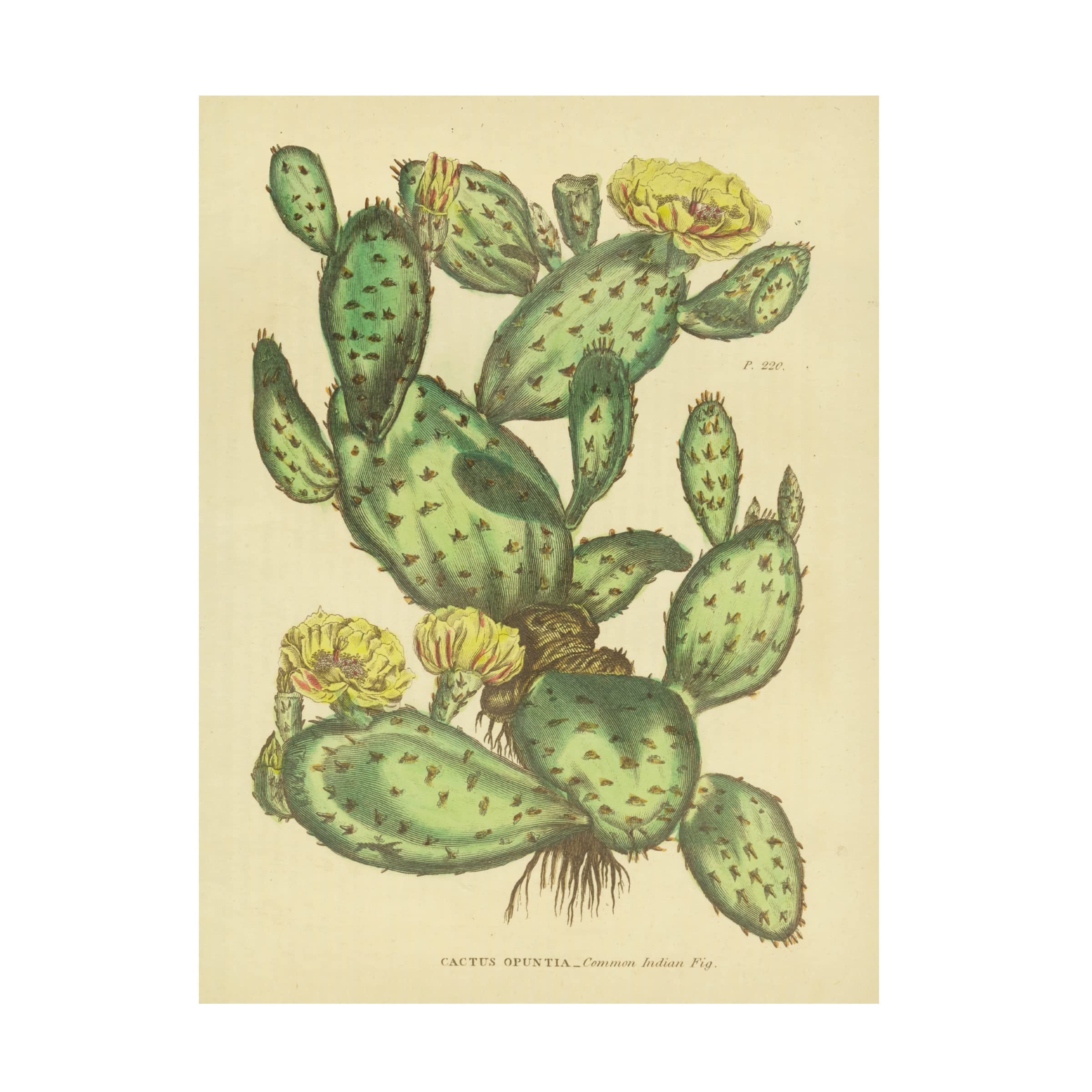 Trademark Fine Art 'Herbal Botanical XXIX' Canvas Wall Art Print by Wild Apple Portfolio - Nature Inspired Home Decor for Living Room, Bedroom & Office
