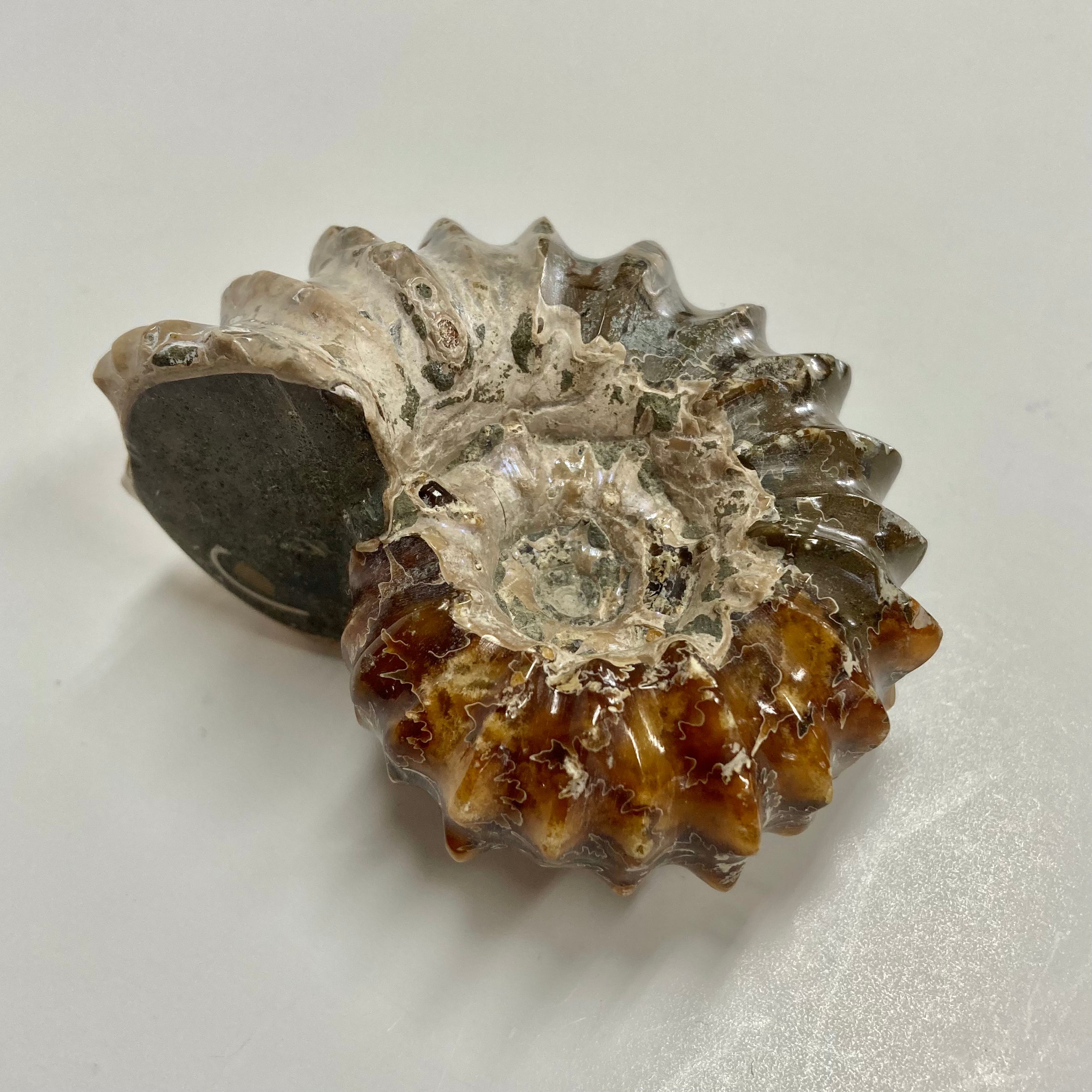 Authentic Ammonite Fossil - Douvilleiceras sp. - Premium Natural Collectible for Home Decor, Meditation & Healing Crystals - Perfect for Geology Enthusiasts & Spiritual Practitioners