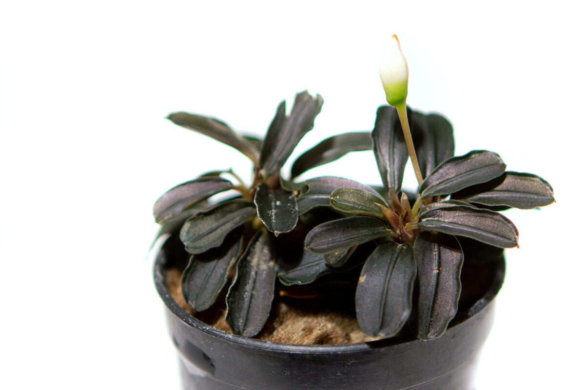Bucephalandra Kedagang Round Mini Aquatic Plant for Freshwater Aquariums - Perfect for Aquascaping, Nano Tanks, and Shrimp Tanks