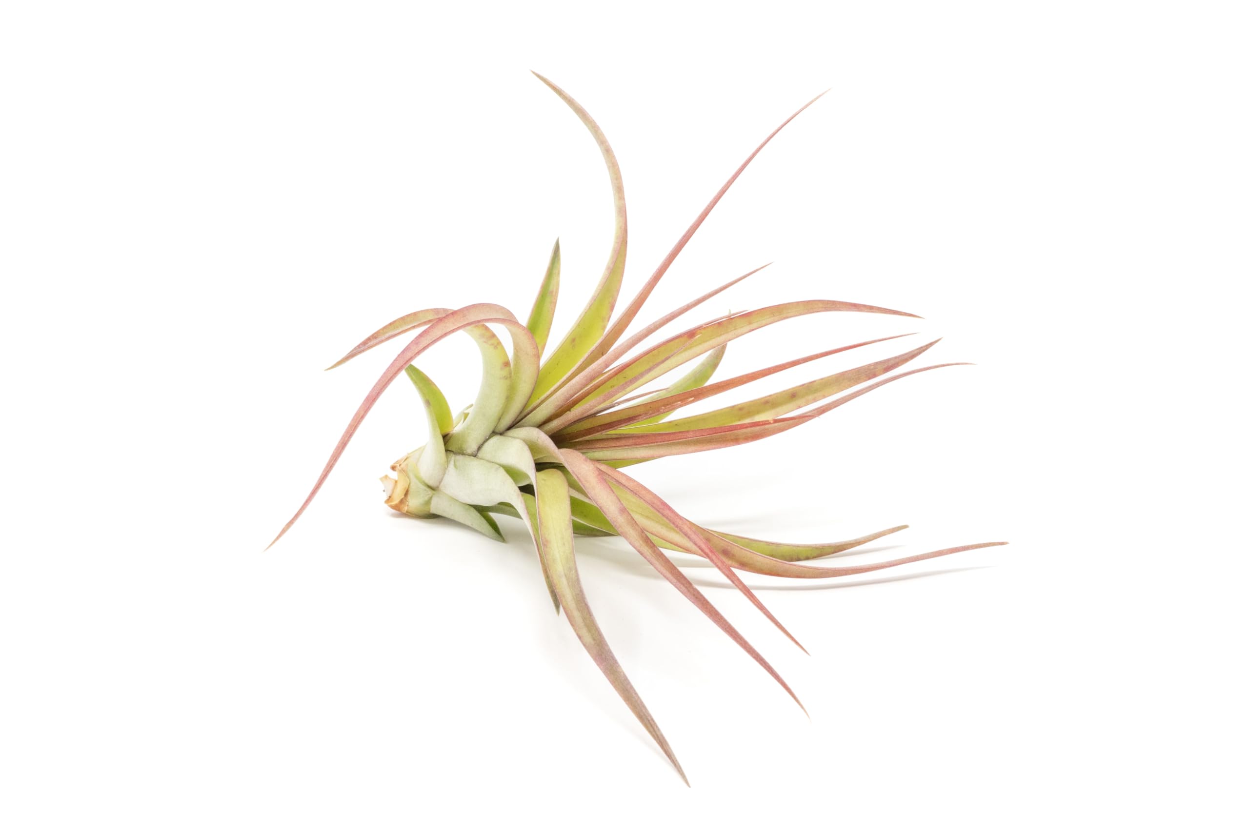 Large Air Plants (Tillandsia) - 5 to 7 Inch Big Sparkler Air Plants - Low Maintenance House Plants & Succulents - 30 Day Guarantee - Perfect for Home Decor, Office Desks, and Terrariums