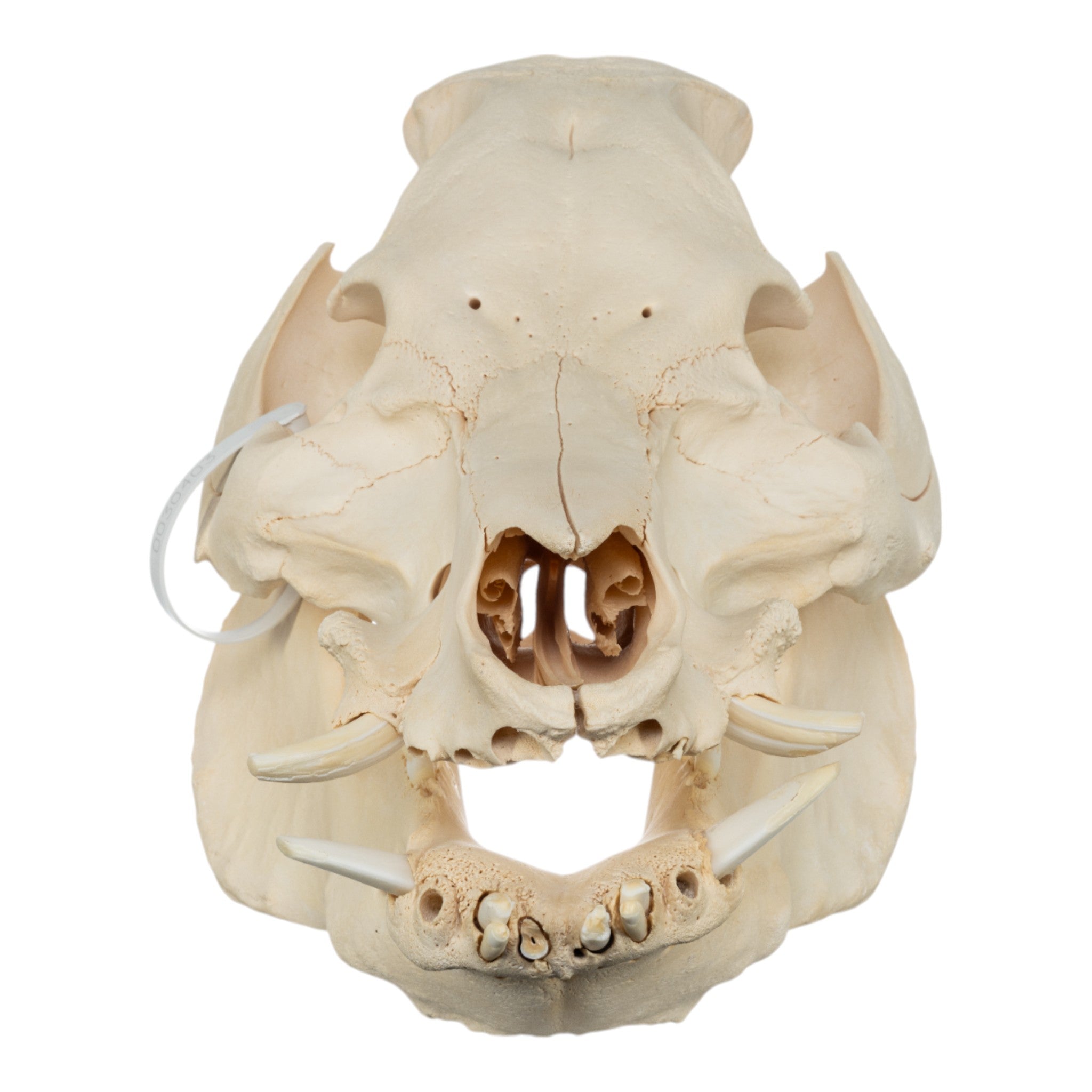 Extra Large Real Domestic Pig Skull - Authentic Animal Specimen for Halloween Decor, Taxidermy, Science Education & Oddity Collectors