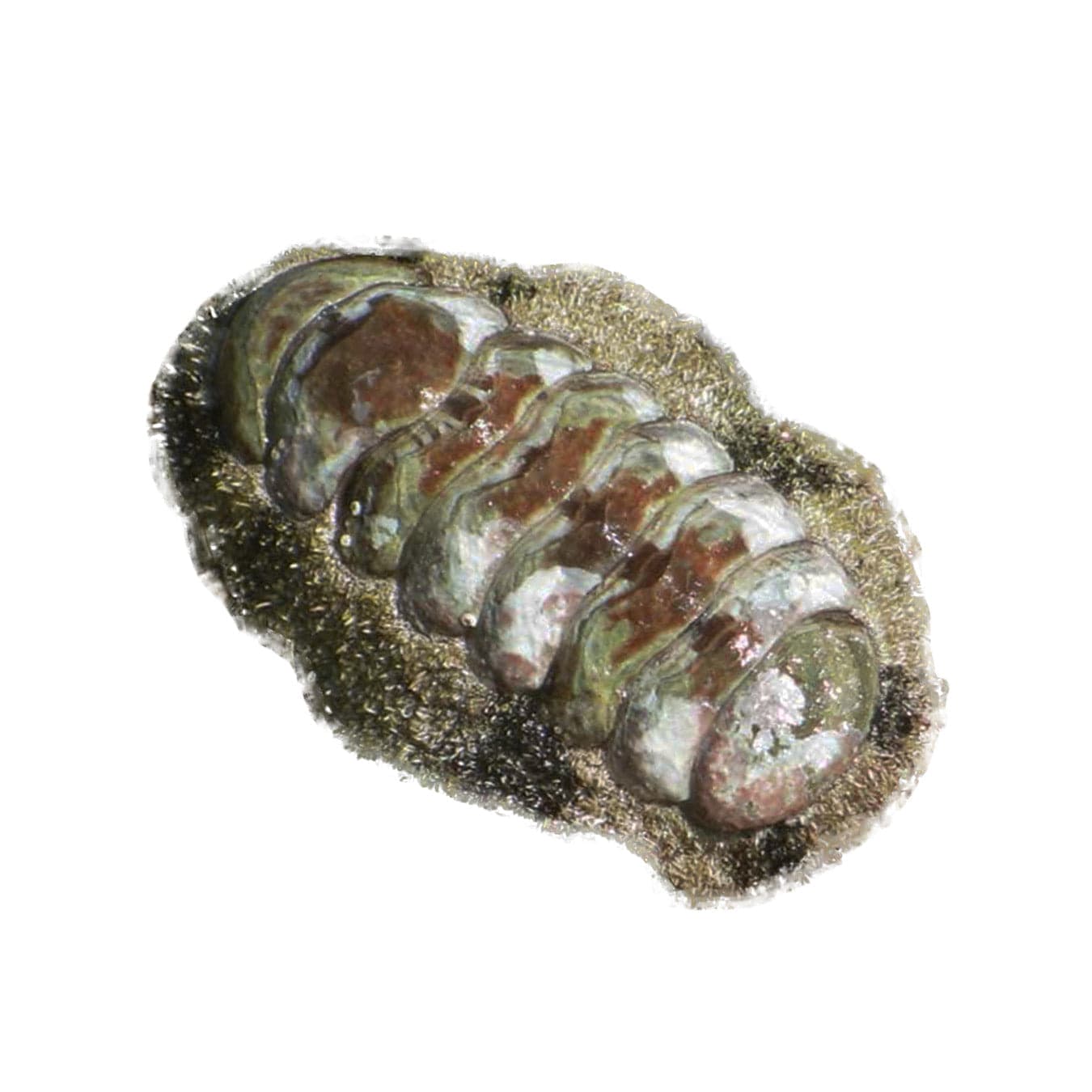 Cozy Fuzzy Chiton - Soft & Warm Winter Sweater for Women | Perfect for Cold Weather, Outdoor Activities & Casual Wear