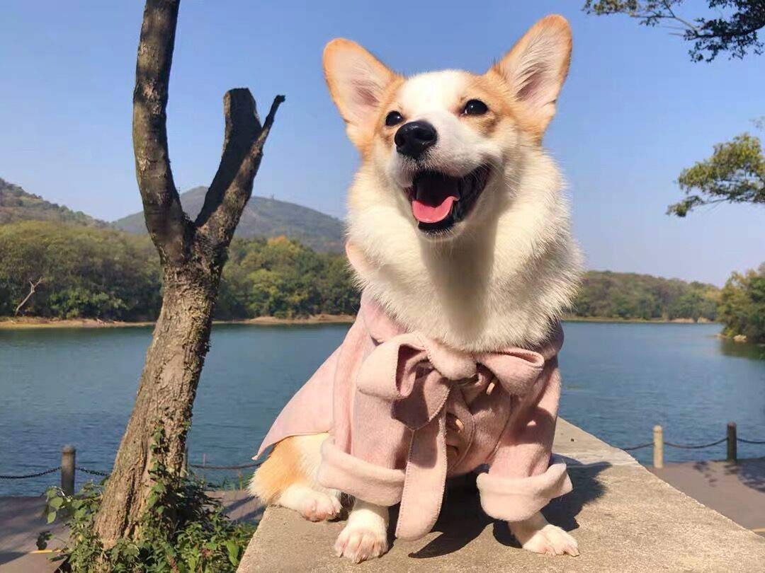 Small Dog Winter Coat - Warm Hooded Jacket & Snowsuit for Small to Medium Dogs | Windproof Puppy Apparel for Cold Weather - Pink Size Small | Perfect for Outdoor Walks & Winter Adventures