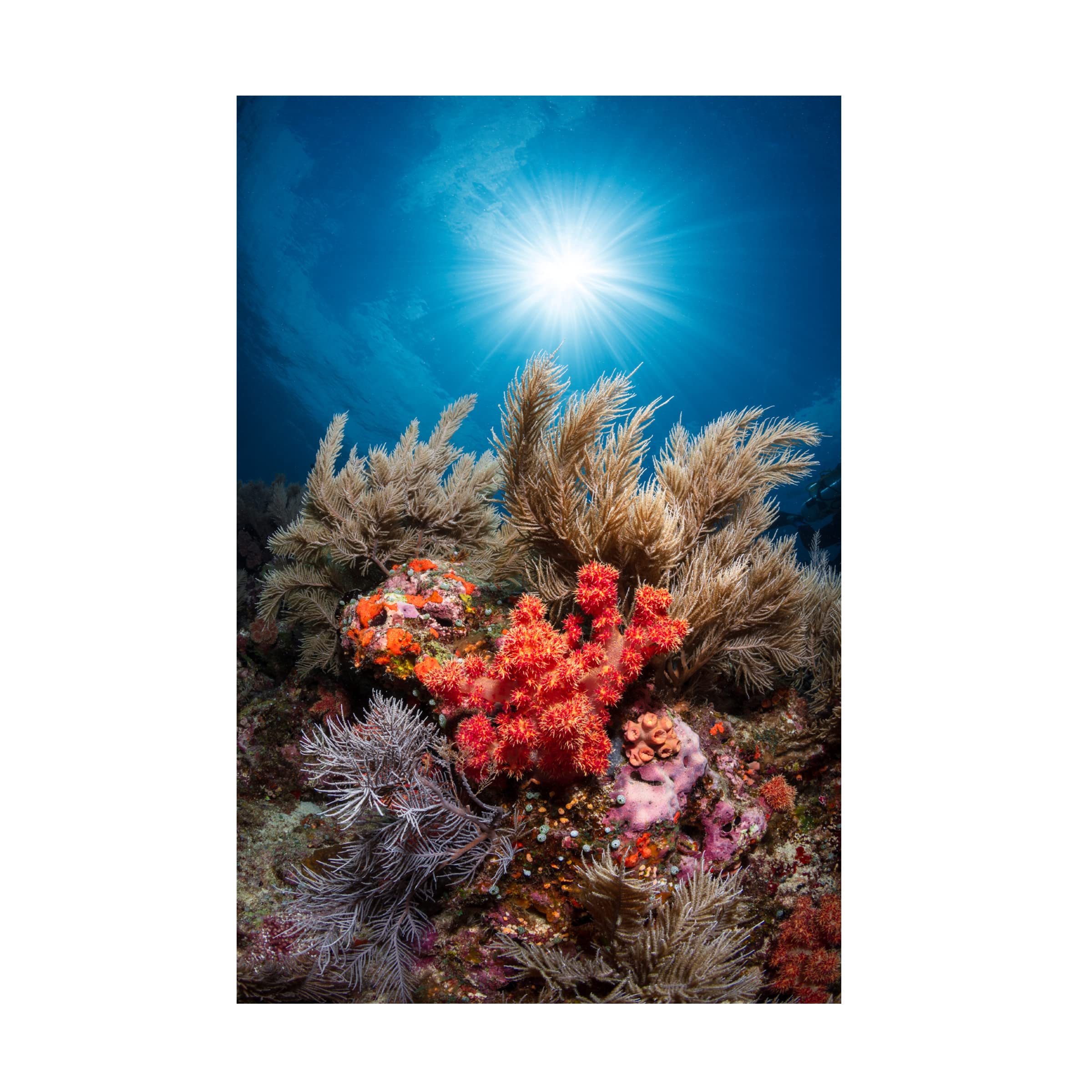Trademark Fine Art 'Underwater Life' Canvas Wall Art by Barathieu Gabriel - Stunning Ocean Themed Painting for Living Room, Bedroom & Office Decor