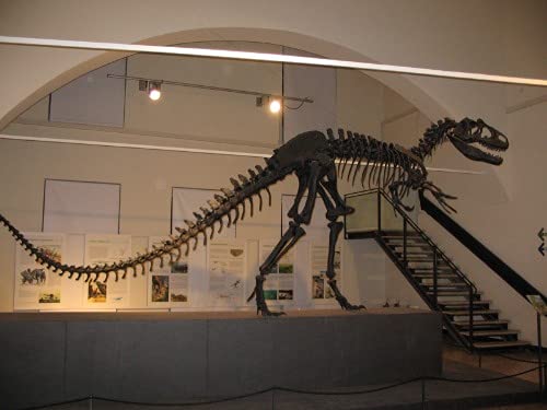 Allosaurus Dinosaur Skeleton Glossy Poster - High-Quality Dinosaur Print, Picture & Banner for Home Decor, Classroom, or Office Wall Art | Perfect for Dino Lovers, Kids Room & Educational Displays
