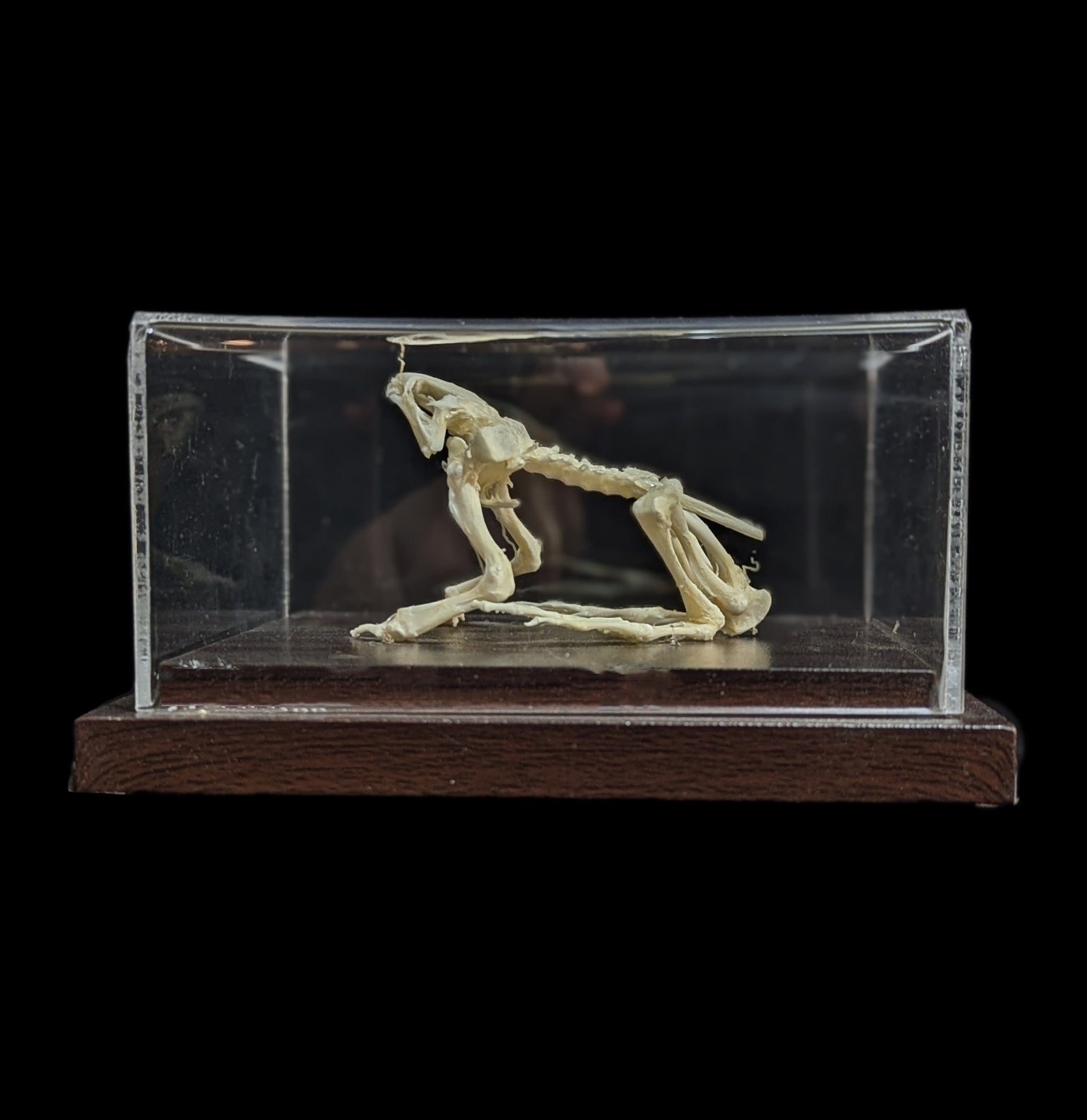 Articulated Toad Skeleton - Realistic Animal Anatomy Model for Science Education & Halloween Decor | Perfect for Biology Classrooms, Halloween Props & Gothic Home Decor