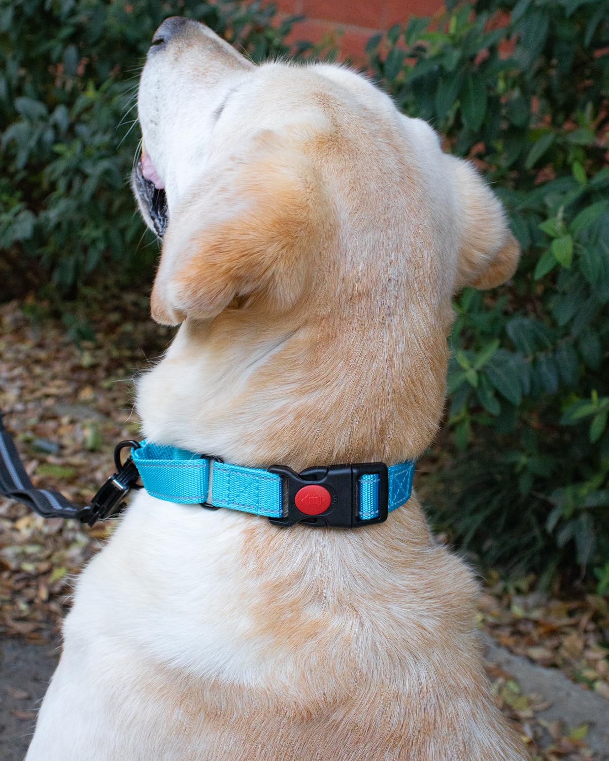 **Reflective Martingale Dog Collar with Quick Release Buckle - Adjustable No-Slip Puppy Collar for Extra Small Breeds (Light Blue, XS) - Perfect for Night Walks & Training**