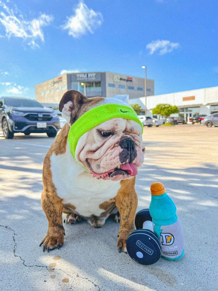 Doggyade - Funny Dog Toys for Fitness & Workout | Cute Parody Pet Toy for Dogs | Perfect for Playtime, Training & Exercise