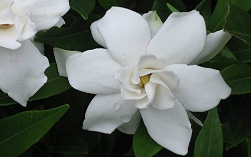 Frostproof Gardenia Jasminoides - 10 Live Plants for Outdoor Landscaping - Fragrant White Blooming Shrubs - Perfect for Garden Borders, Patio Decor & Aromatic Gardens