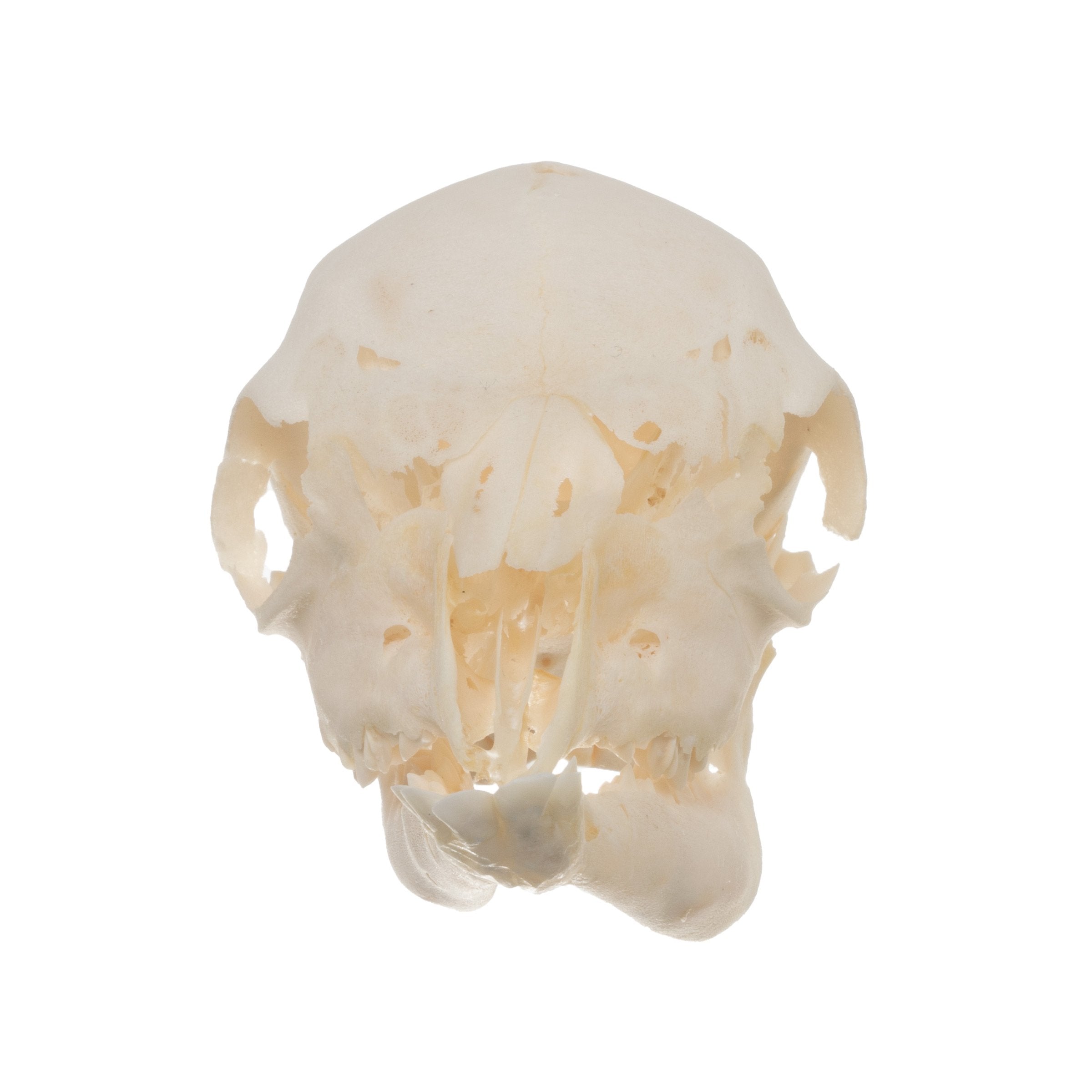 Real Domestic Goat Skull - Authentic Fetal Goat Skull Specimen for Taxidermy, Oddities Collection & Gothic Decor | Perfect for Halloween, Witchcraft Altars & Dark Academia Aesthetics