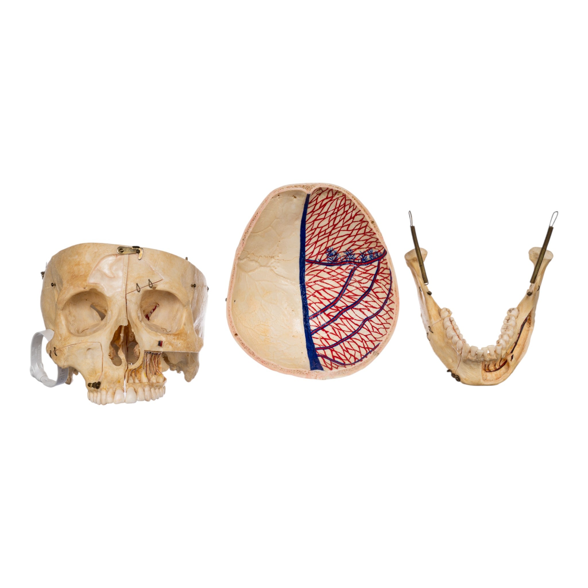 Authentic Real Human Skull for Medical Study & Anatomy Education - Perfect for Classroom Dissection & Scientific Research