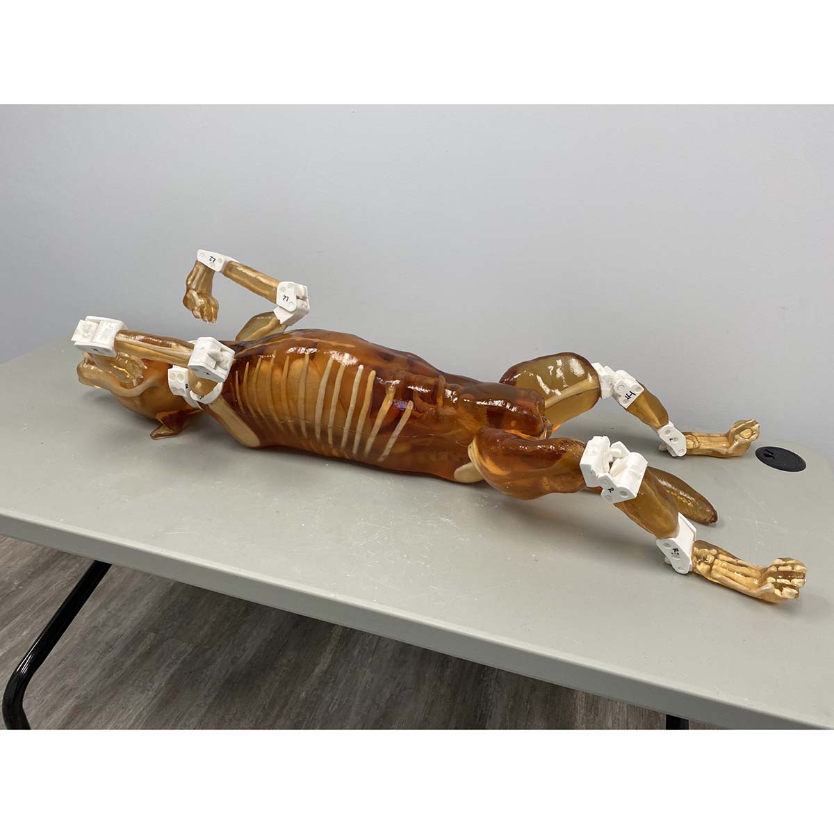 Female Dog Phantom for X-Ray, CT & MRI Imaging - High-Quality Veterinary Training & Diagnostic Tool for Accurate Scans