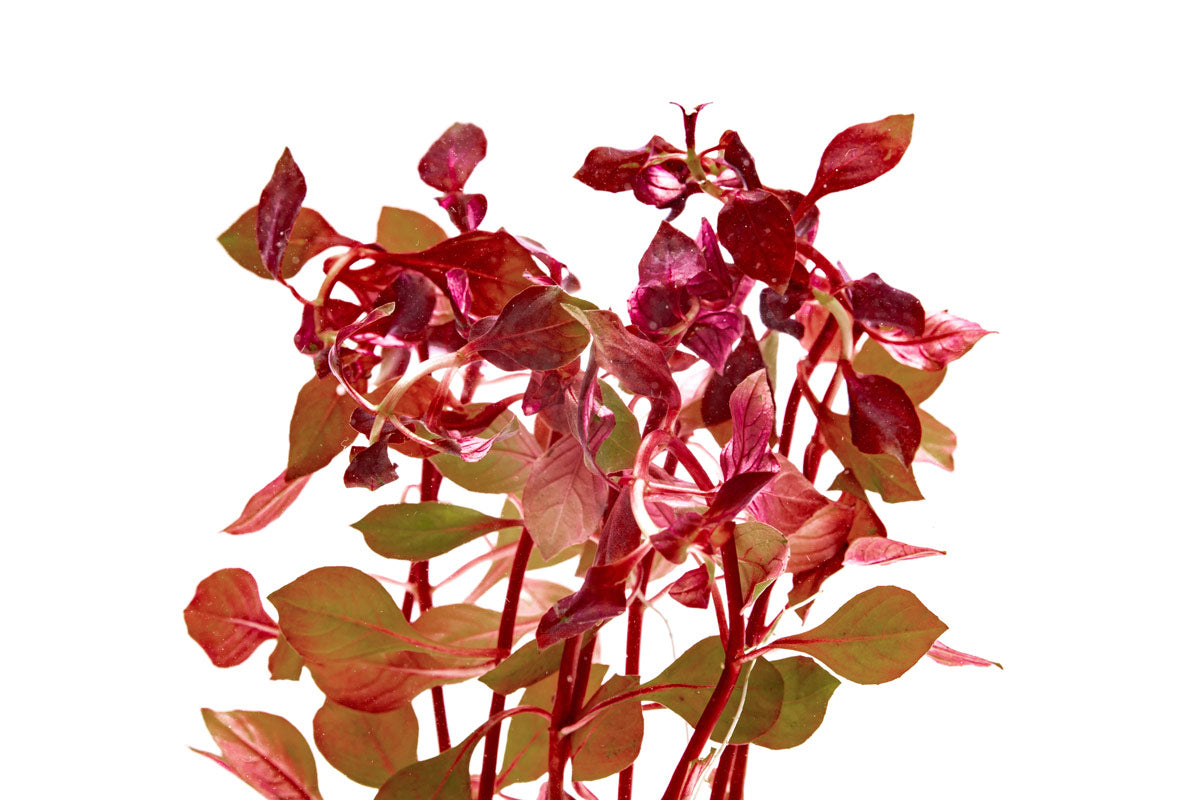 Ludwigia Super Red Aquatic Plant - Bright Red Stem Plant for Freshwater Aquariums | Perfect for Aquascaping, Fish Tanks & Planted Aquariums