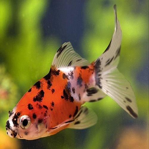 2-3 Shubunkin Goldfish (Carassius auratus) - Vibrant Colorful Pond Fish for Outdoor Garden & Aquarium Decor