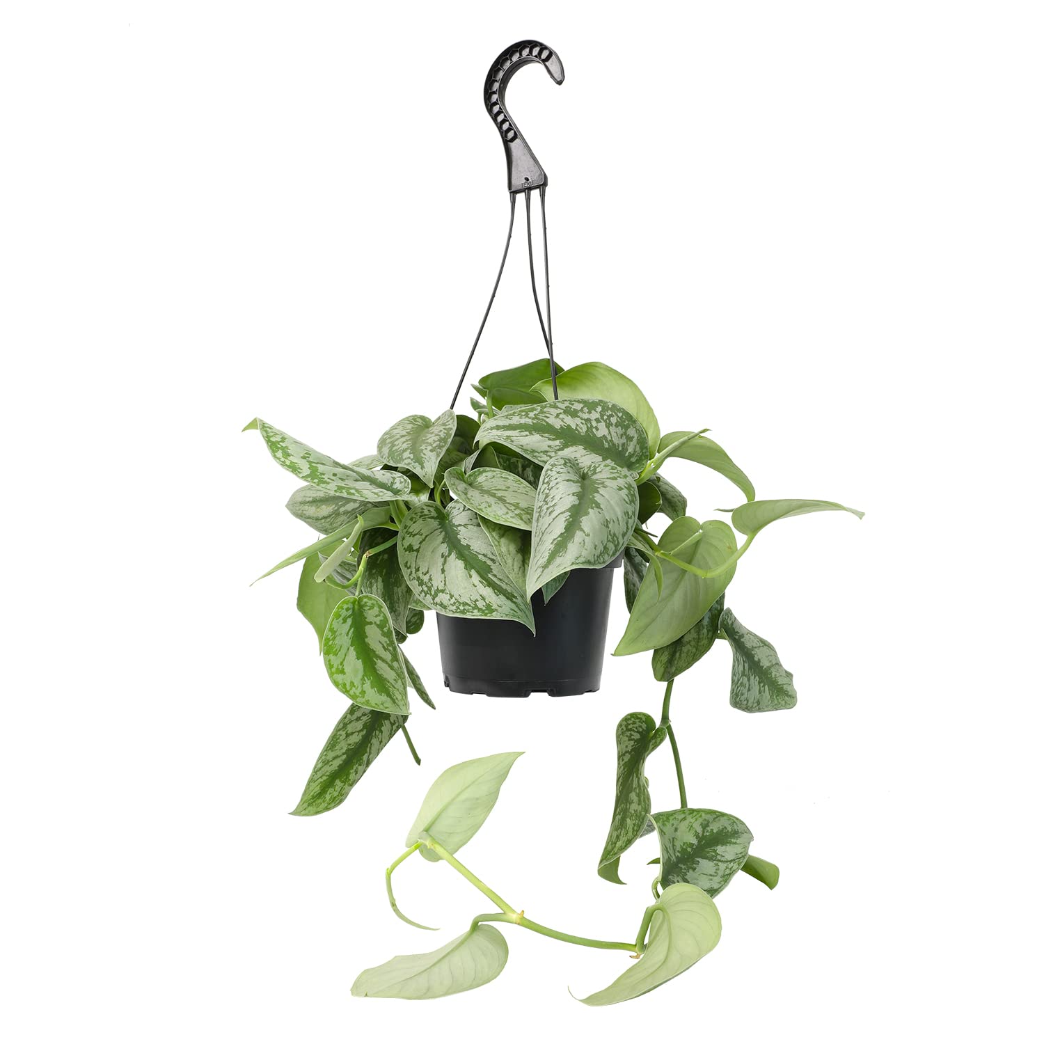 Silver Satin Pothos Live Plant in Hanging Basket - Easy Care Indoor Houseplant for Home & Office Decor | Air Purifying Houseplant for Bedroom, Living Room, Bathroom