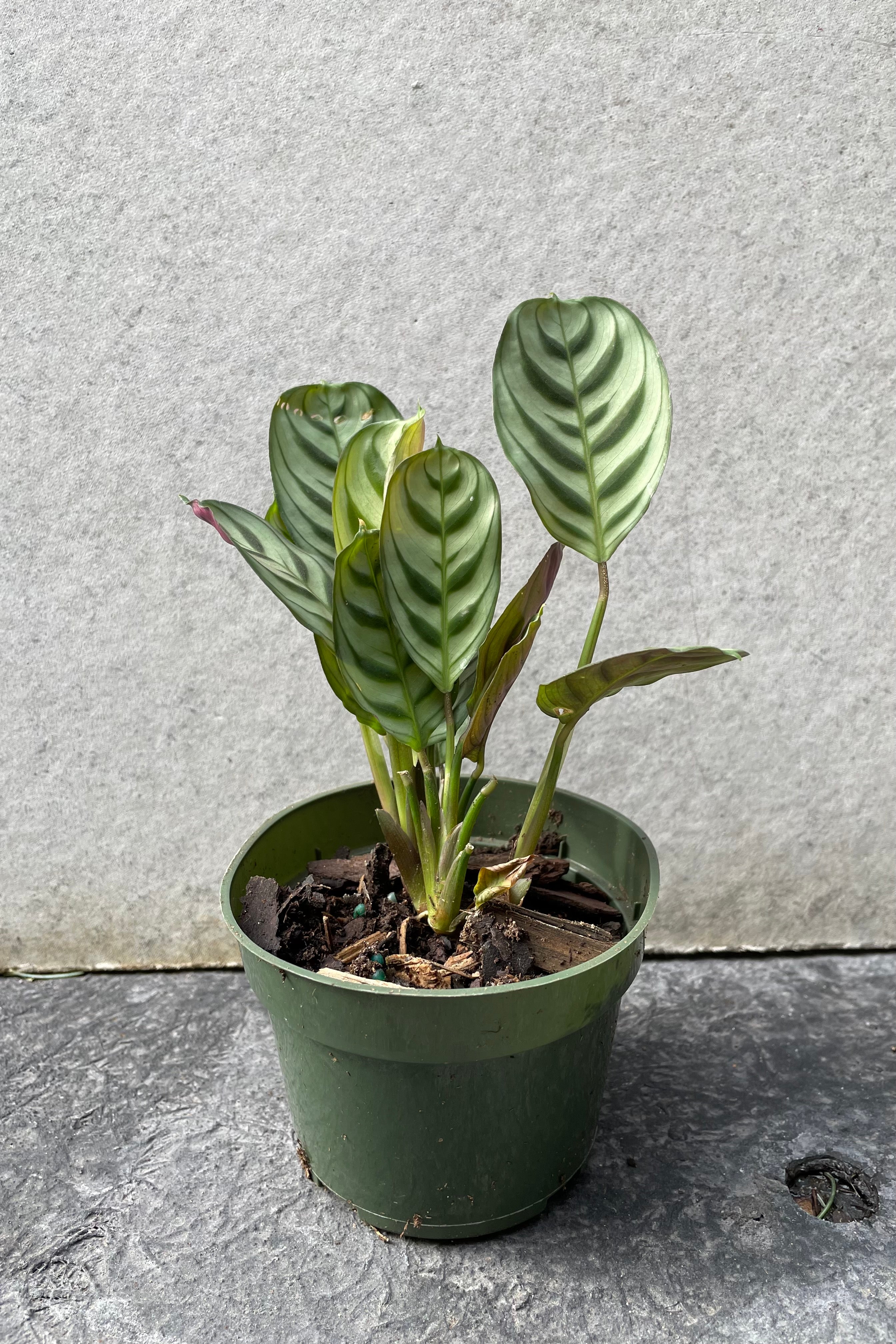 Ctenanthe Burle Marxii - 4