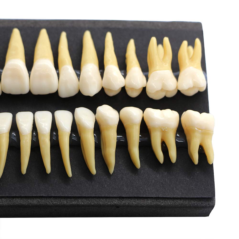 BOMAOER® 28-Piece 1:1 Dental Demonstration Model - Permanent Teeth Teaching Study Kit for Dentists & Students - Perfect for Dental Education, Training & Practice