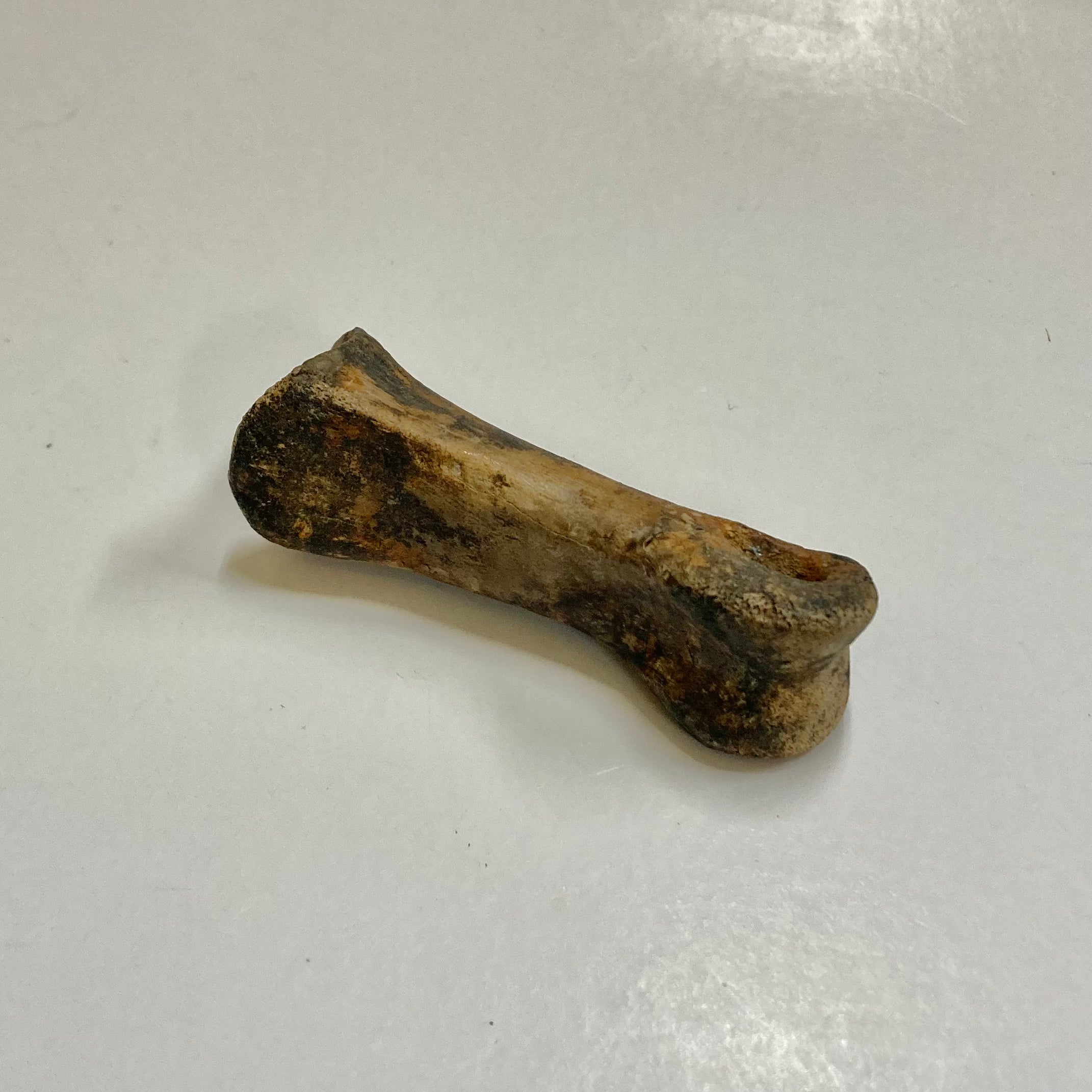 **Struthiomimus Dinosaur Metatarsal Toe Bone Fossil - Authentic Prehistoric Relic for Collectors, Museums & Educational Displays**