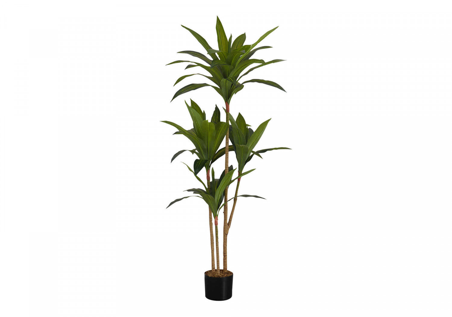 51 Dracaena Plant in 5 Black Pots - Indoor Houseplant for Home & Office Decor - Perfect for Living Room, Bedroom, or Workspace