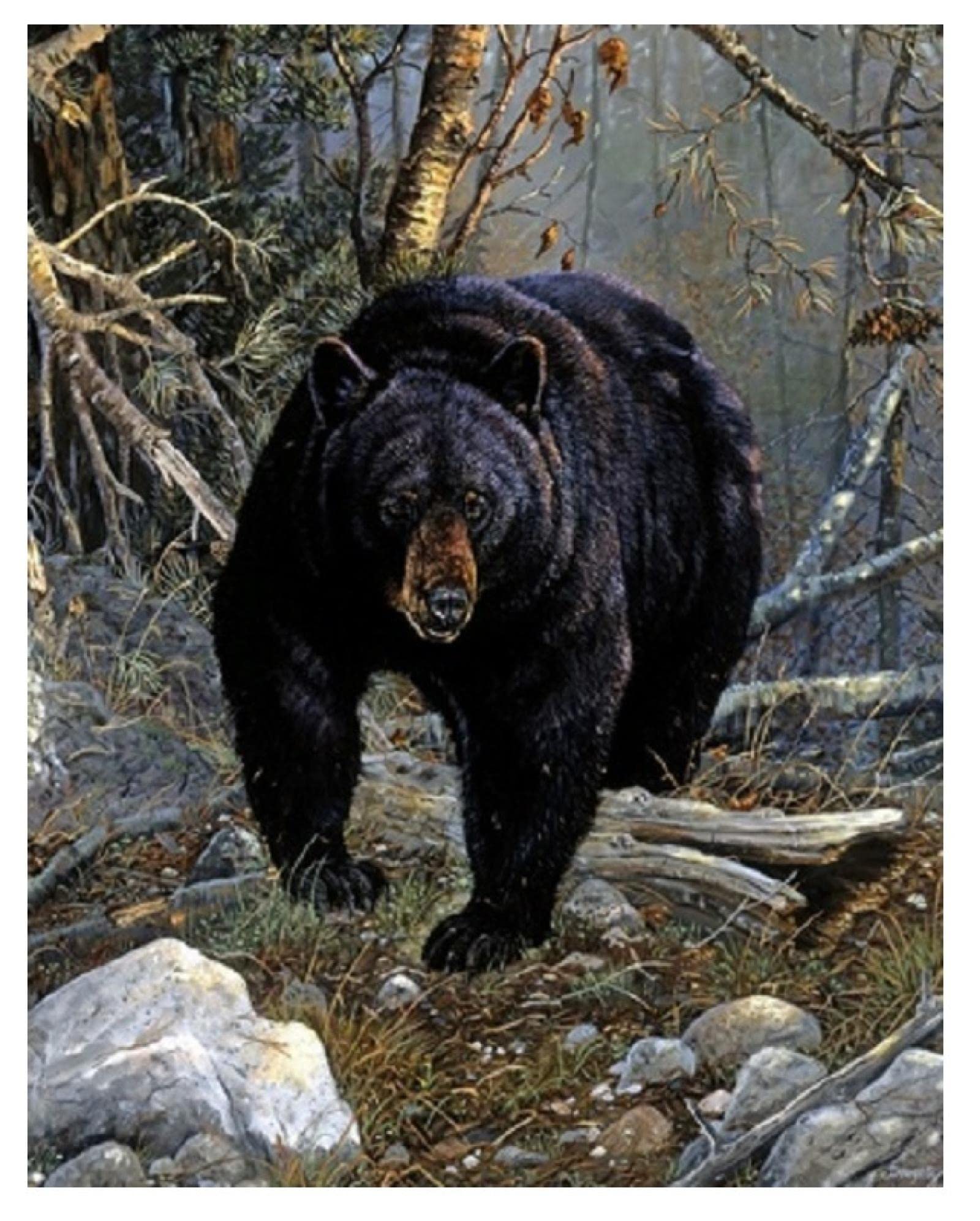 Bear Home Decor - Forest Animals Wall Art, Modern Bathroom & Office Decor, Kitchen Prints, Paintings for Home - 40x60cm (16x24in) Unframed - Perfect for Nature-Themed Rooms, Cabin Decor & Wildlife Lovers
