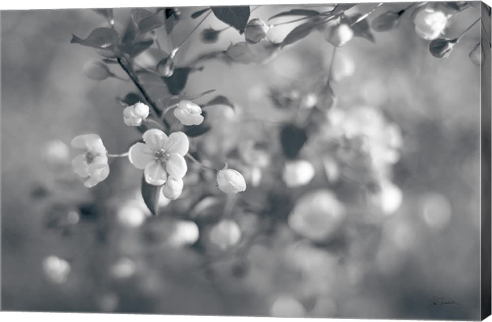 Blush Blossoms I BW Floral Canvas Wall Art by Sue Schlabach - 24x16 Inch Gallery Wrapped Painting for Living Room, Bedroom & Office Decor