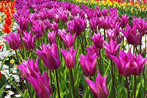 20x30 Inch Laminated Flower Blossom Poster - Vibrant Purple Bloom Wall Art for Home Decor, Living Room & Bedroom Aesthetic