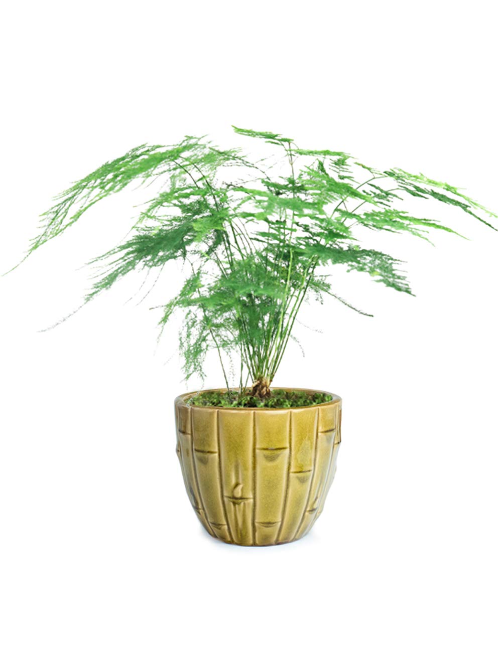 4.5 Inch Dahlia Bamboo Ceramic Planter - Succulent & Plant Pot with Drainage Hole for Indoor & Outdoor Decor, Home Office Desk, Garden, Patio