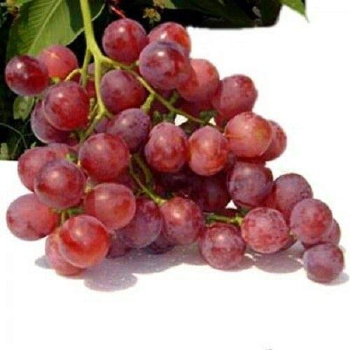 10 Seeds Vine Red Globe Grape Vitis Fruit - Sweet Juicy Table Grapes for Home Garden Planting, Fresh Eating & Wine Making