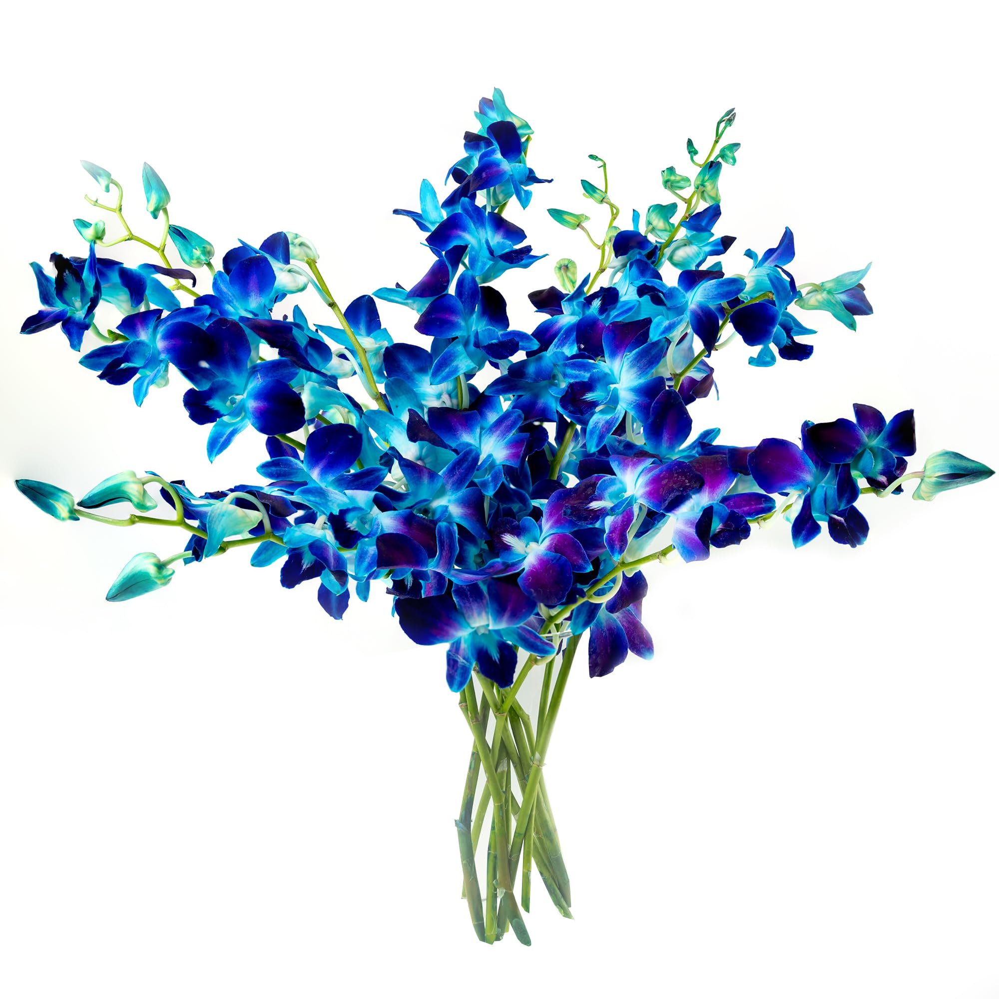 Premium Fresh Cut Blue Orchid Bouquet - 10 Stems Wedding Flowers for Birthdays, Anniversaries & Special Gifts | Long-Lasting Elegant Floral Arrangement for Home Decor, Centerpieces & Romantic Surprises