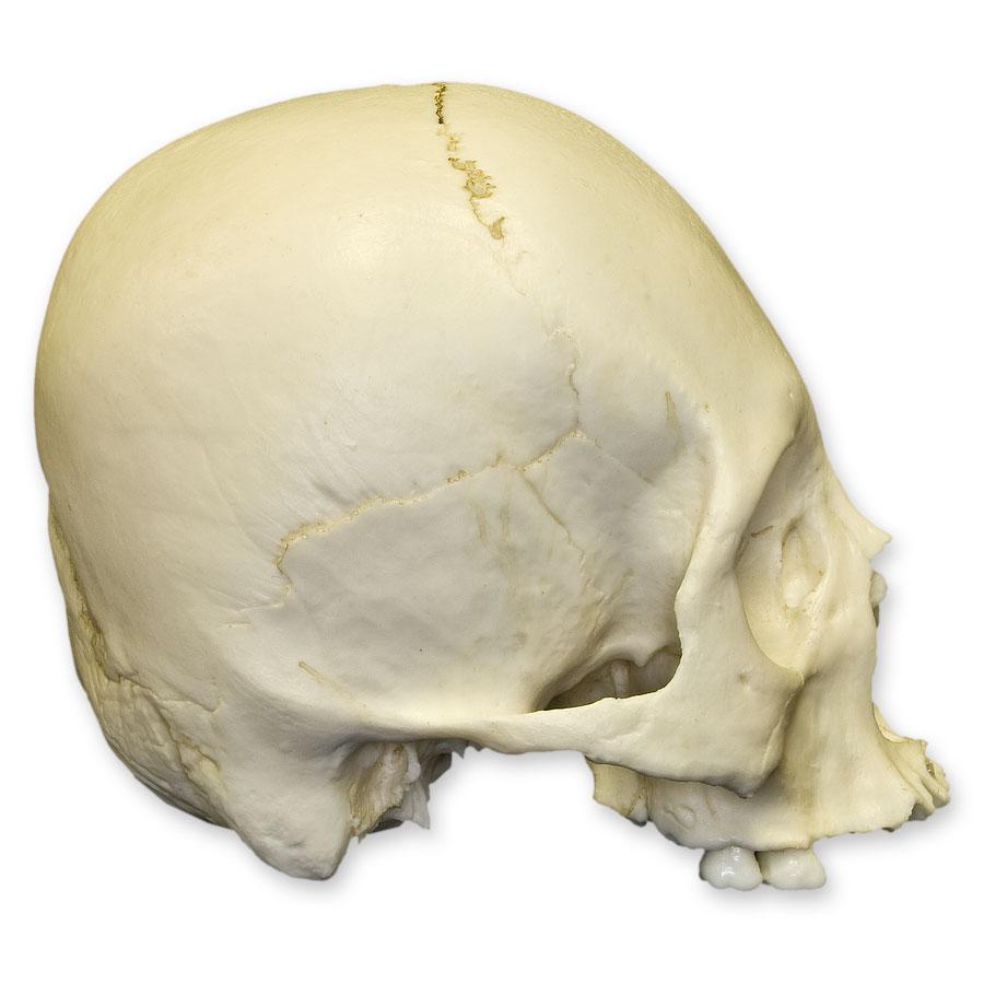 Authentic Replica Human Skull Model for Medical Study & Halloween Decor - Perfect for Anatomy Education, Halloween Props, and Horror Displays
