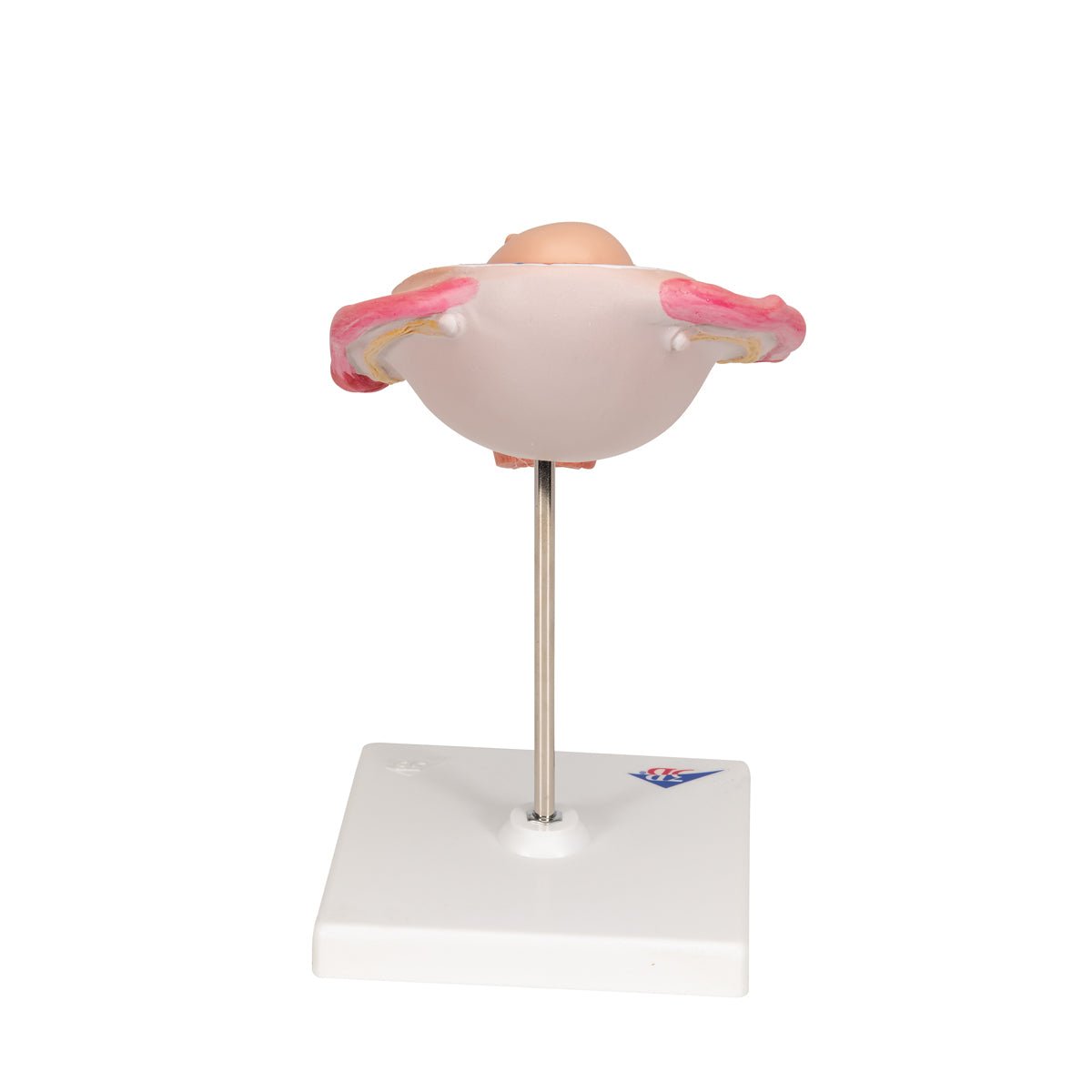 5-Month Fetus in Breech Position - Realistic Pregnancy Model for Medical Education & Training | Perfect for Obstetrics Students, Doctors & Midwives