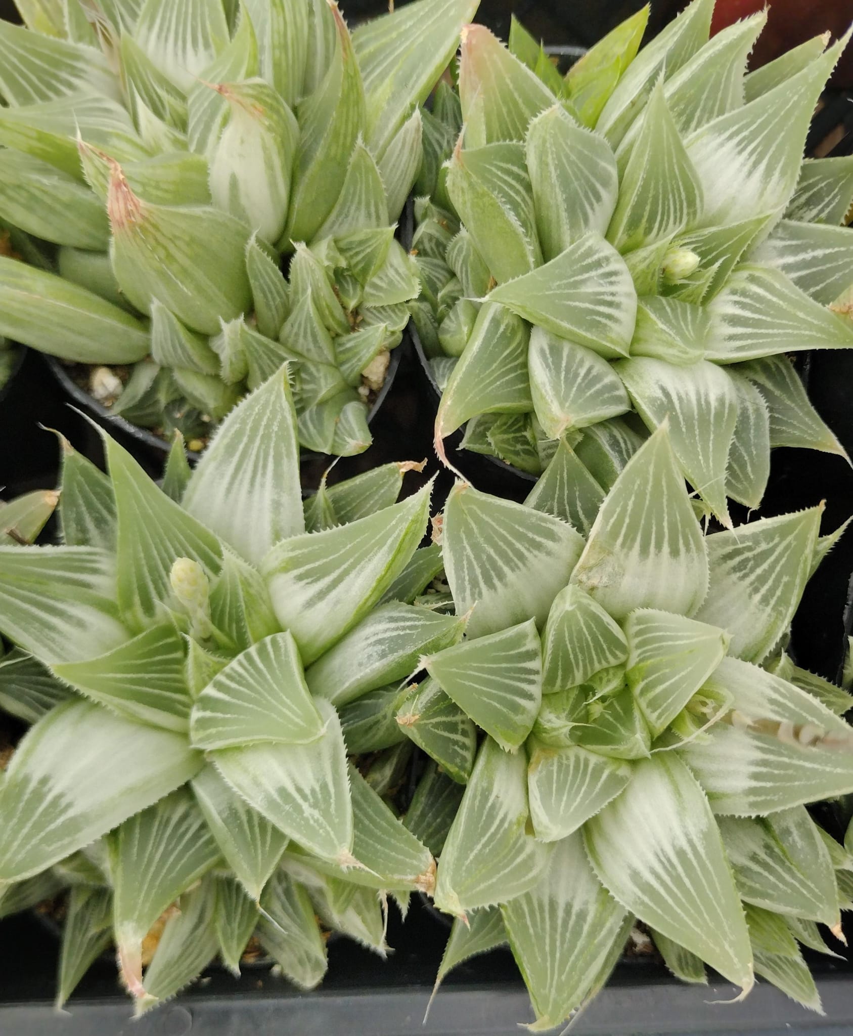 Haworthia Succulent Plants - Live Indoor Succulents for Home, Office, and Garden Decor | Easy Care Low Light Houseplants for Beginners | Perfect for Terrariums, Desktops, and Gifts