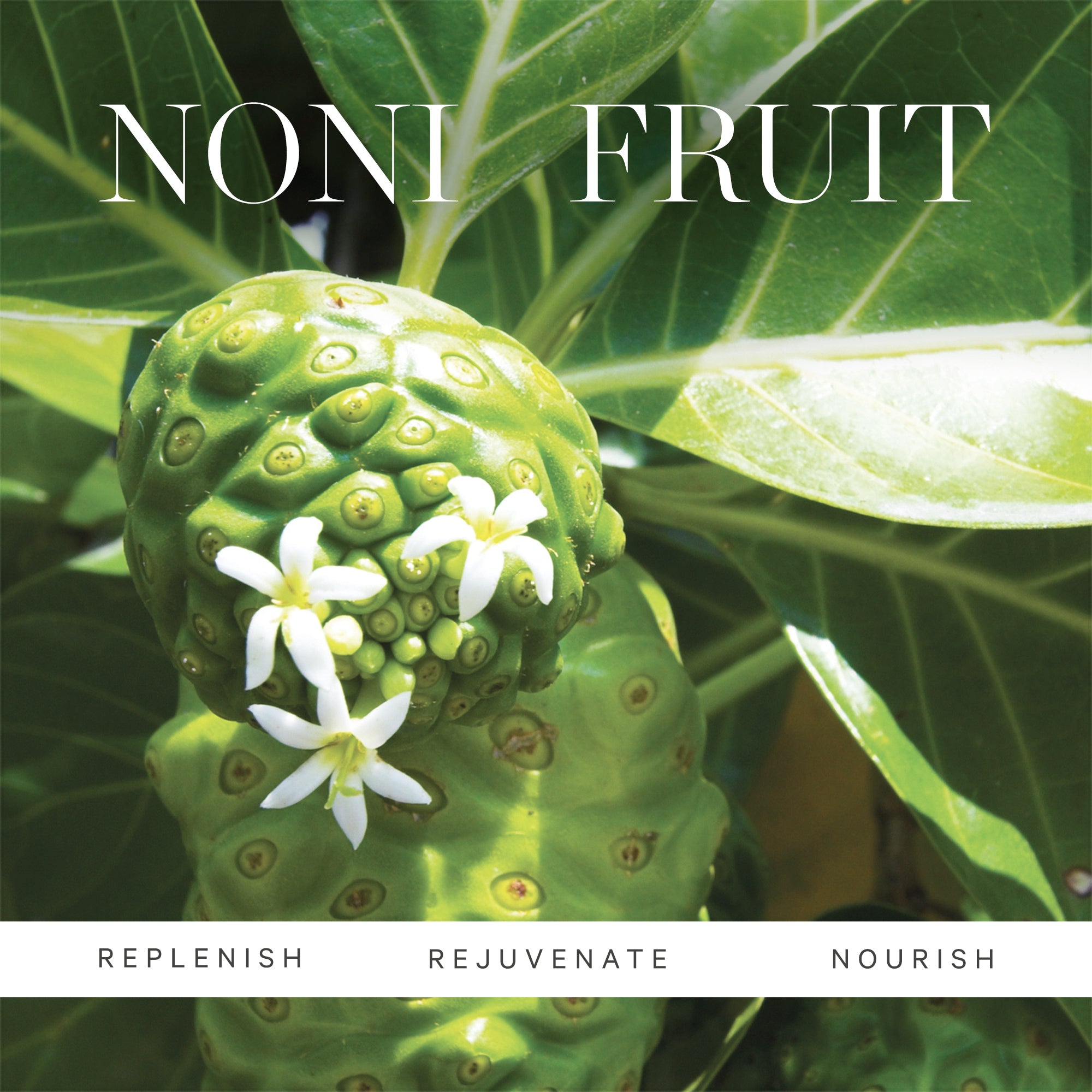 Organic Noni Glow Face Oil for Radiant Skin - Anti-Aging, Hydrating & Brightening Facial Treatment - Perfect for Night Routine & Dry Skin Care
