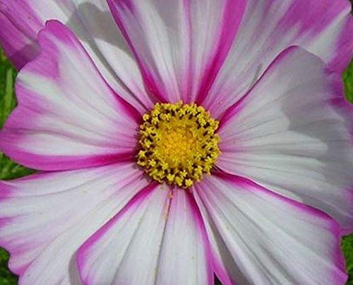 Cosmos 'Picotee' Flower Seeds - Magenta Pink & Rose Edged Blooms, Grows 3-5 Feet Tall (200 Seeds) for Garden Borders, Cut Flowers & Pollinator Gardens