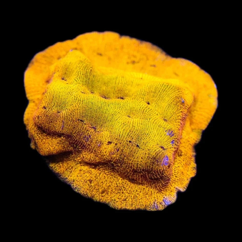24K Gold Leptoseris Coral for Saltwater Aquariums - Rare & Vibrant Marine Coral for Reef Tanks, Nano Tanks, and Coral Frag Racks