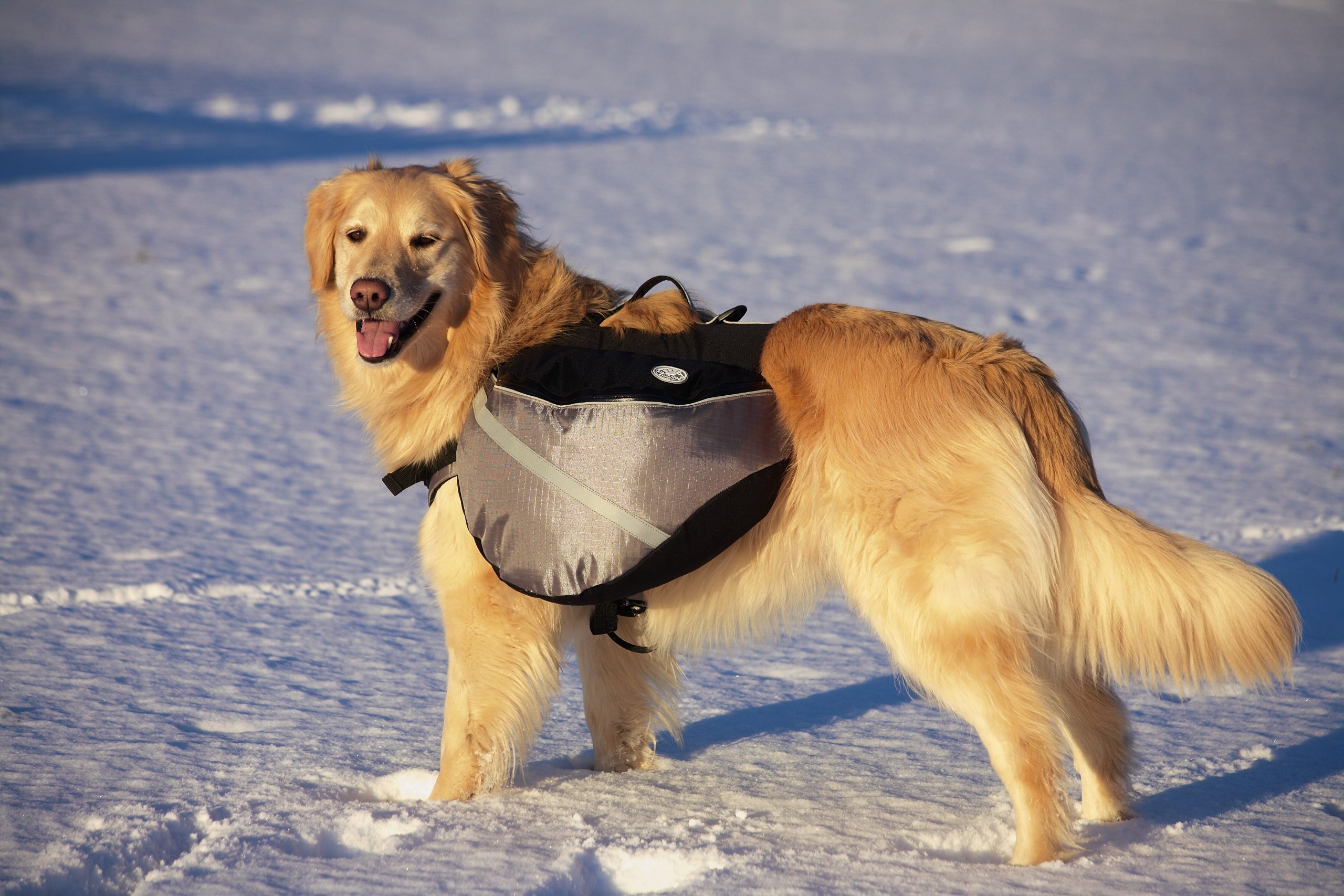 Doggles Dog Backpack for Small Dogs - Lightweight & Durable Pet Carrier with Adjustable Straps - Perfect for Hiking, Travel & Outdoor Adventures (Blue/Gray)