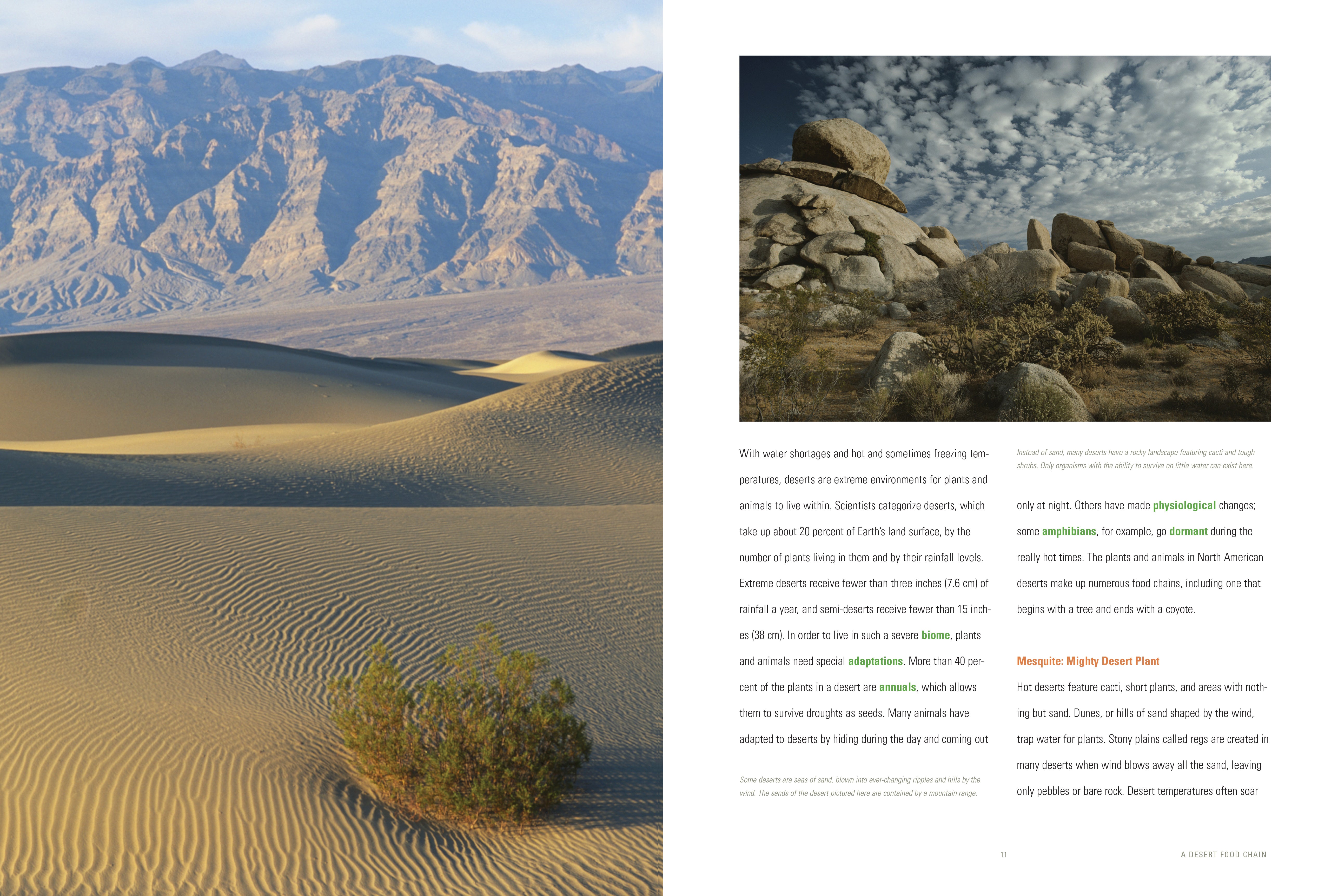 Desert Food Chain Ecosystem | Learn About Desert Wildlife & Food Web | Perfect for Science Classrooms & Homeschooling