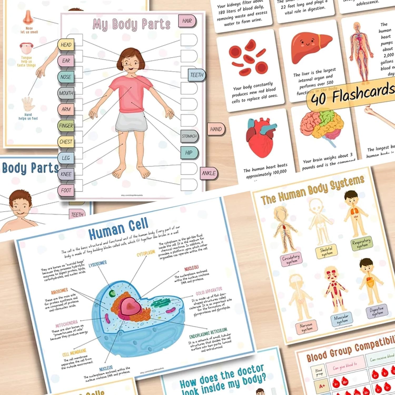 Interactive Human Anatomy Busy Book for Kids - Preschool Learning Toy with Organ Matching Game | Discover Body Secrets | Perfect for Homeschool Science & Montessori Education