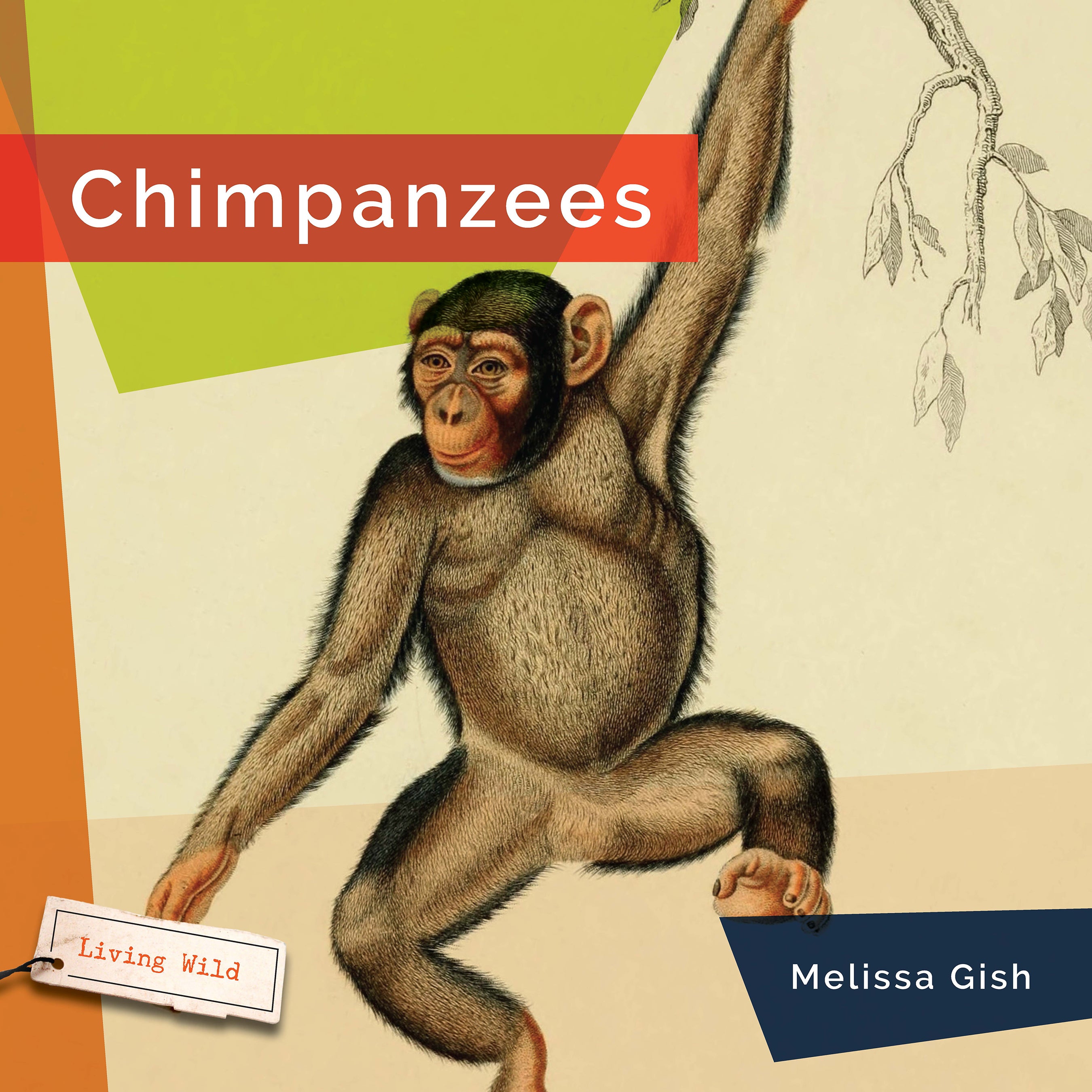 Chimpanzees Book 9781640267763 - Learn About Chimpanzee Behavior, Habitat & Conservation - Perfect for Animal Lovers & Science Enthusiasts