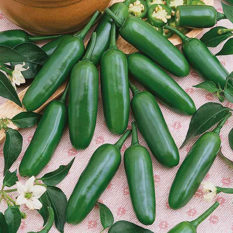 Eden Brothers Serrano Hot Pepper Seeds - Heirloom, Non-GMO, Organic - Perfect for Home Gardening, Salsa, and Spicy Dishes