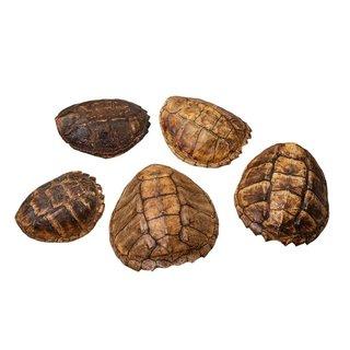 Authentic Snapping Turtle Shell for Sale - Rare Natural Specimen for Collectors, Education & Home Decor - Perfect for Taxidermy, Science Projects & Unique Gifts