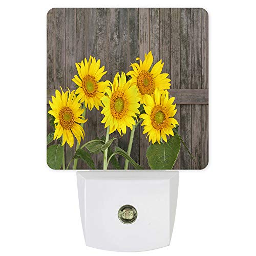 sunflowerCLQ8396