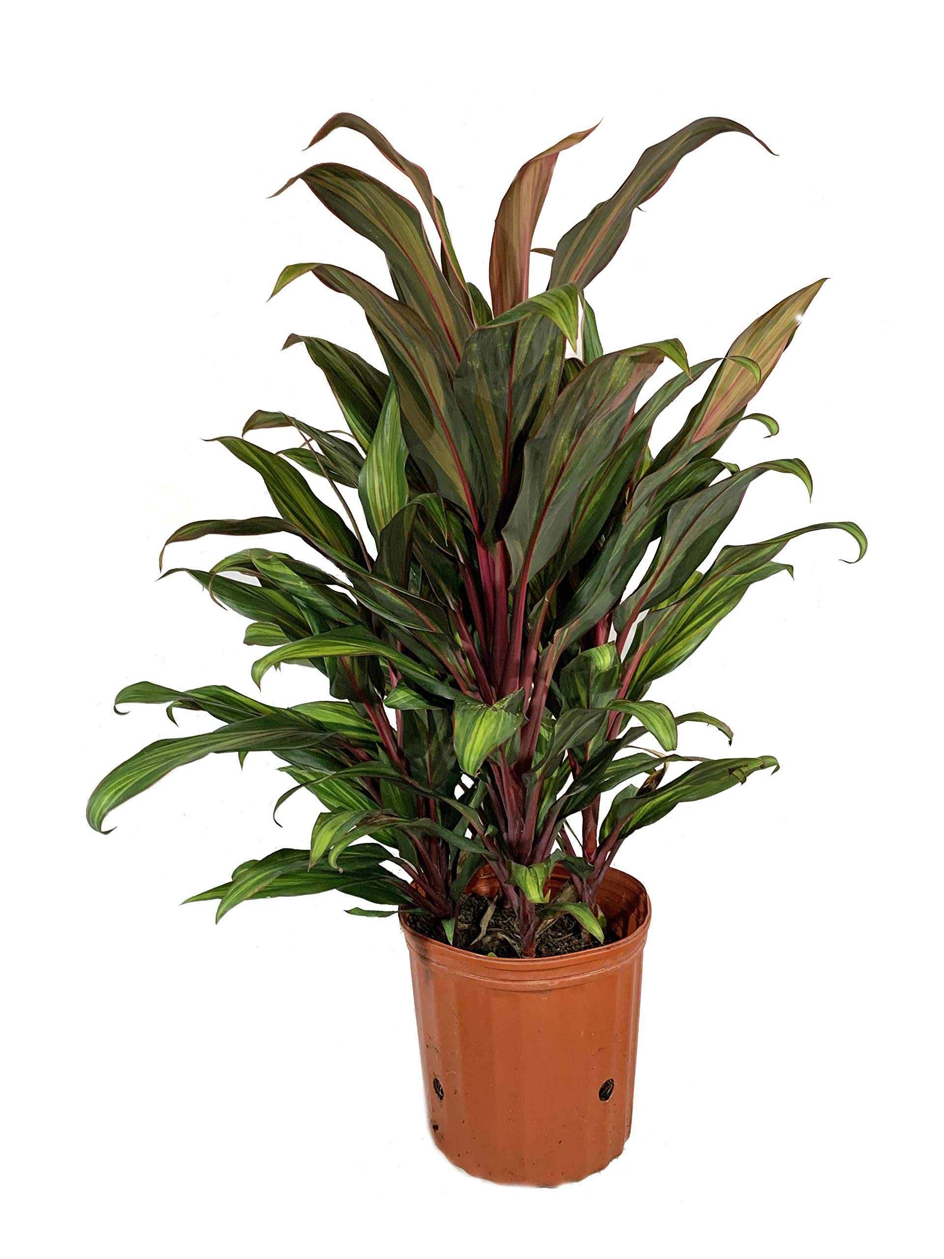 Cordyceps Kiwi Ti Plant - Live Tropical Houseplant in 10 Inch Growers Pot - Cordyline Fruticosa 'Kiwi' - Air Purifying Indoor Outdoor Plant for Home, Office, Garden & Patio Decor