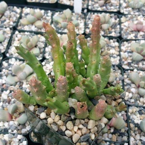 Variegated Stapelia Orbea Succulent Plants - Live Indoor Houseplants (2 Pack in 3.5 Inch Pots) for Home Decor, Office Desk, and Garden Arrangements