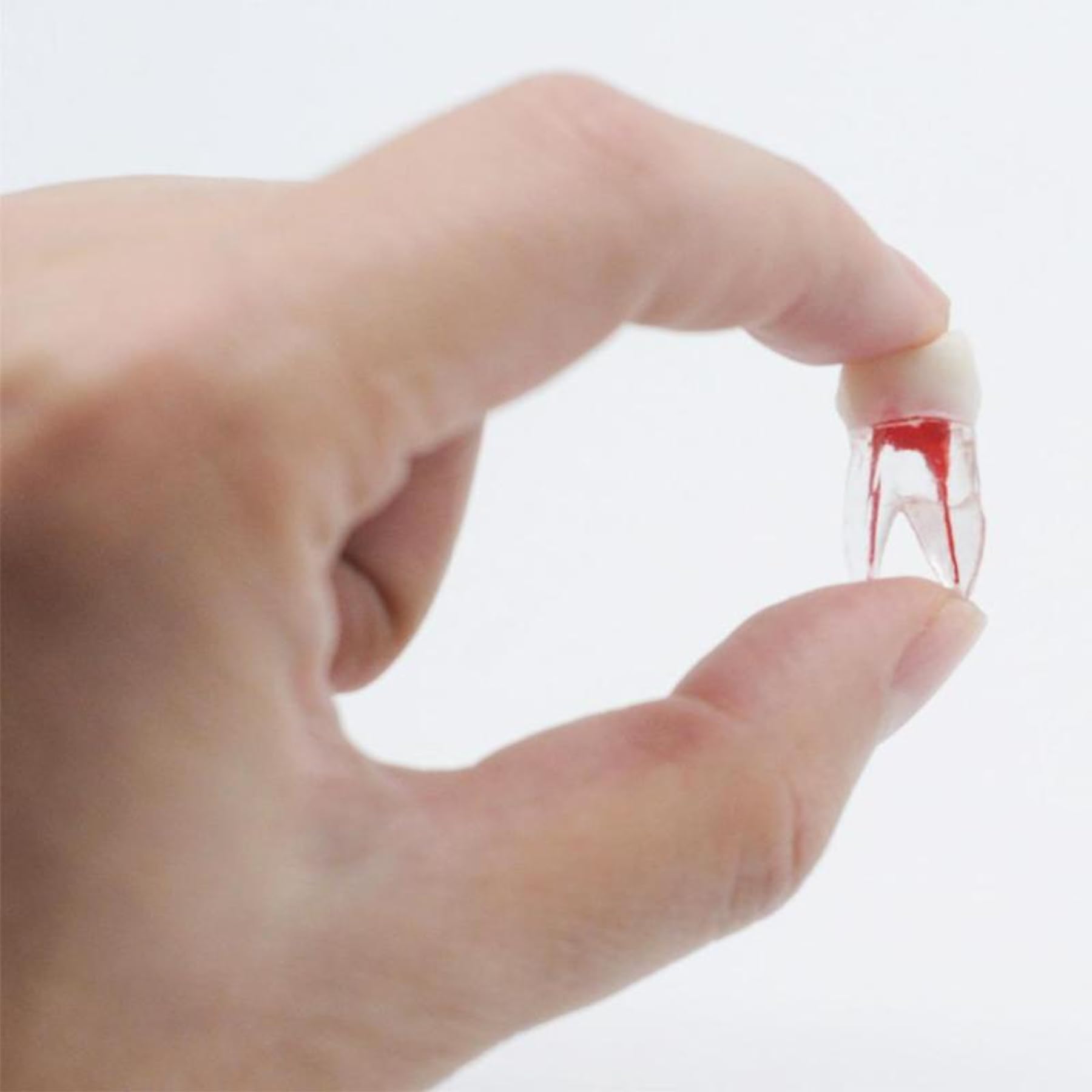 10Pcs Dental Root Canal Practice Teeth Model - 1:1 Typodont Standard M8008 for Endodontic Training, Study & Teaching | Perfect for Dental Students, Professionals & Classroom Demonstrations
